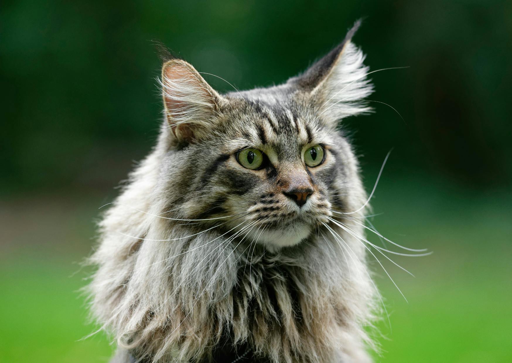 Maine Coon dehors