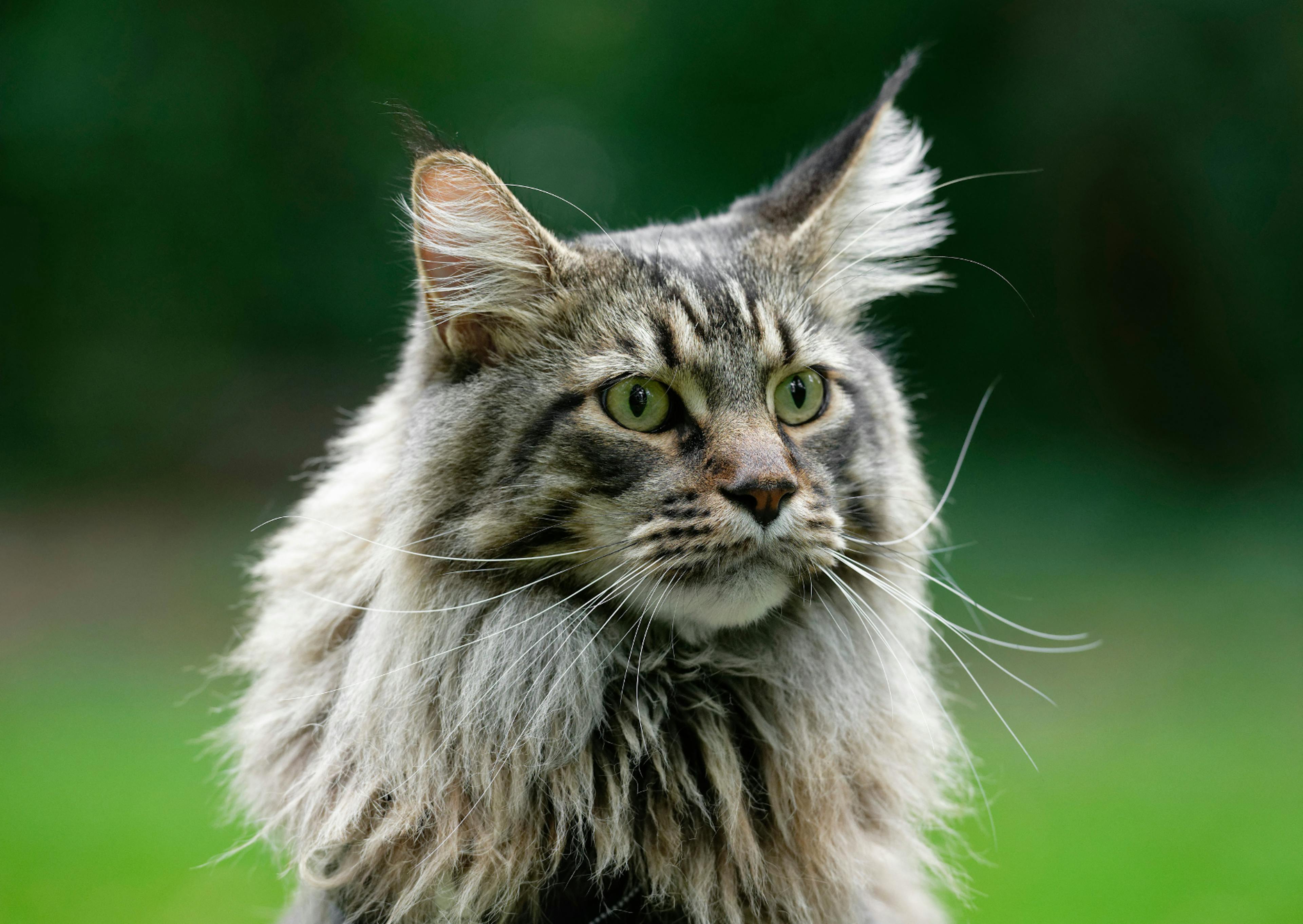 Maine Coon dehors 