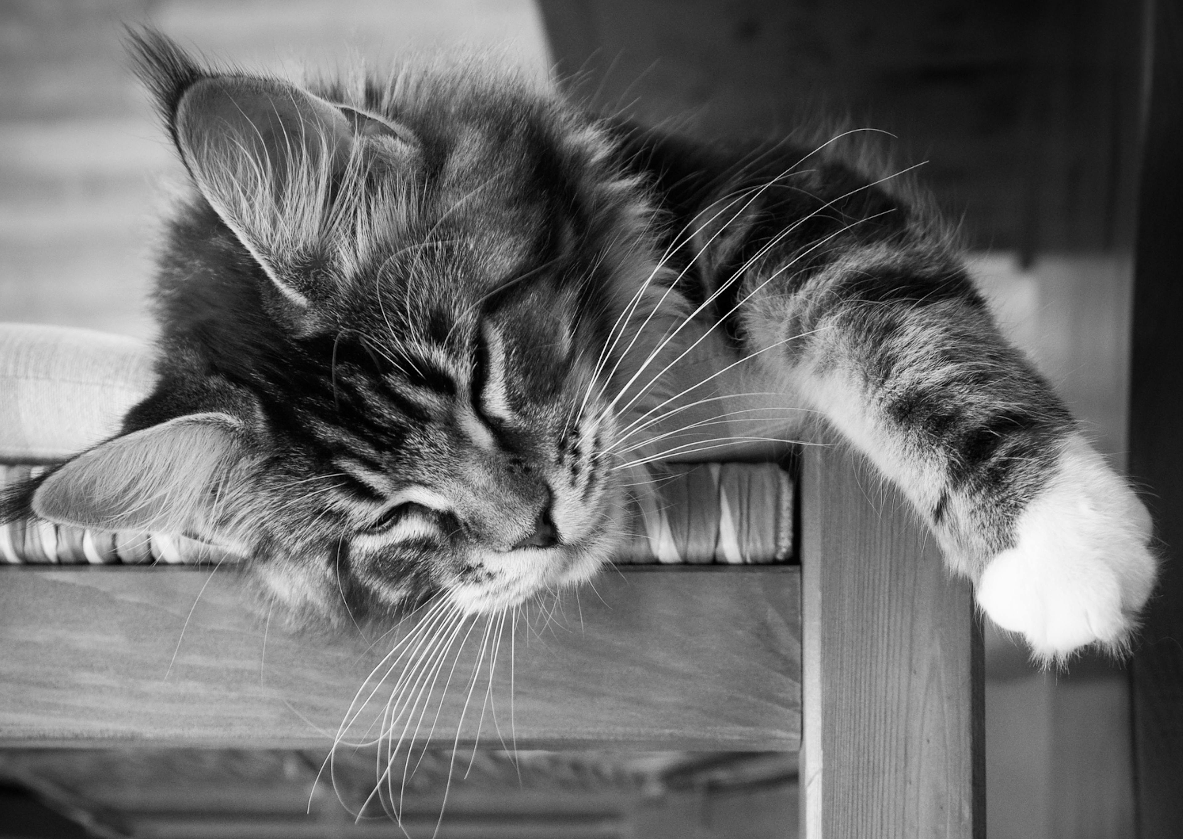 Maine Coon avec un filtre noir et blanc, il est couché sur une chaise et a une patte dans le vide