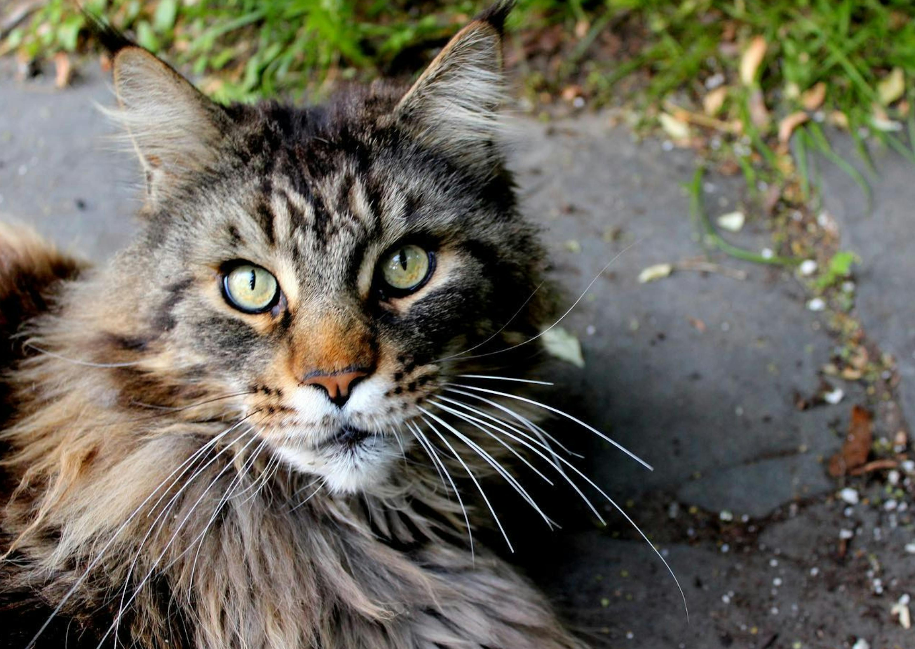 Maine Coon couché, il regarde vers le haut