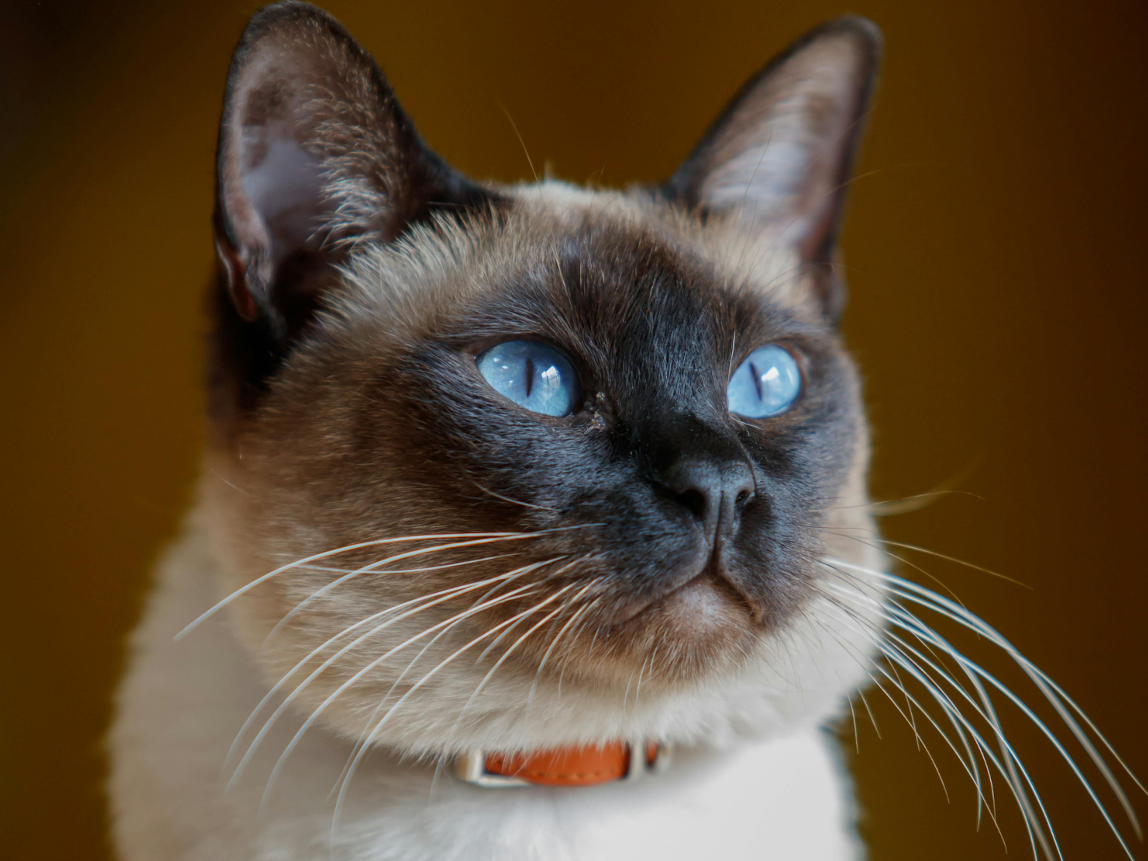 Siamois qui regard devant elle avec ses yeux bleux et les oreilles dréssées 