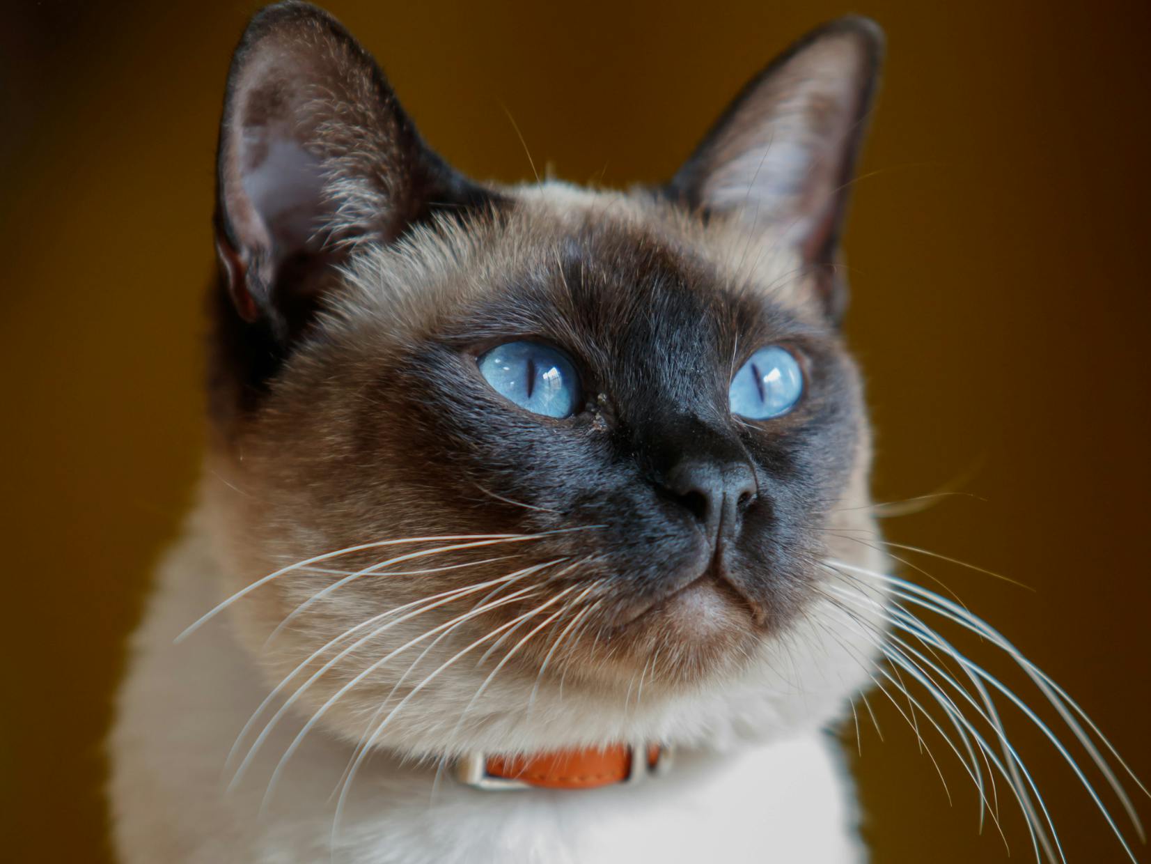 Siamois qui regard devant elle avec ses yeux bleux et les oreilles dréssées