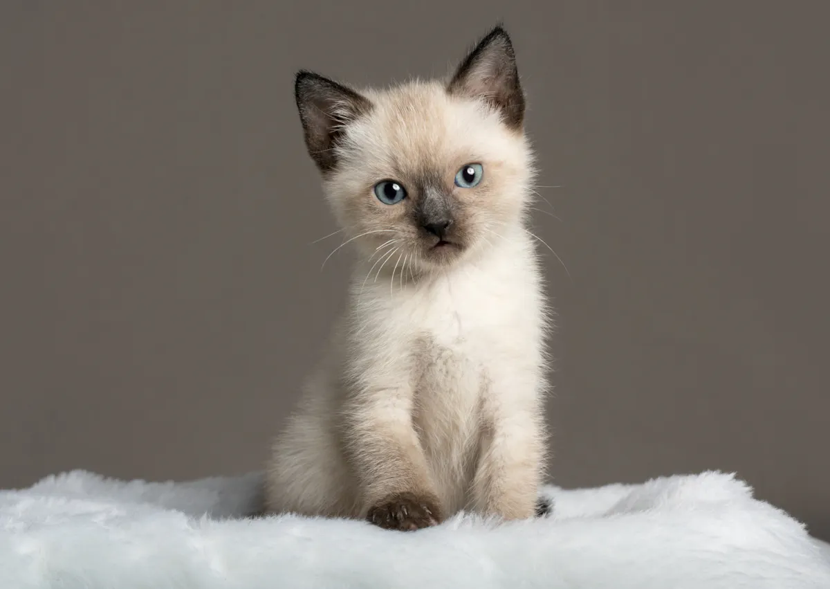 Siamois châton assis sur un plaid blanc avec un fond marron derrière lui