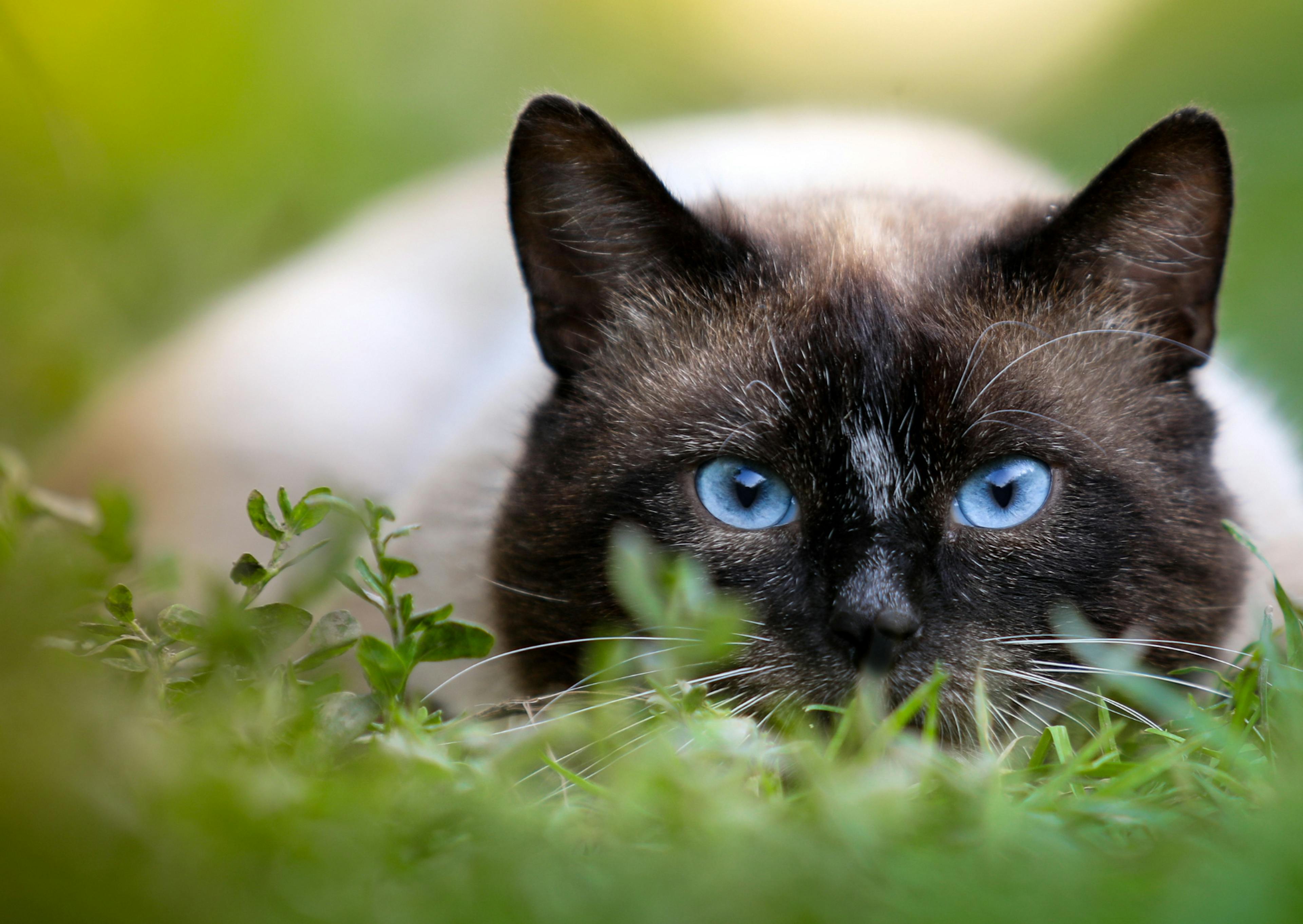 Siamois couché dans l'herbe fraîche 