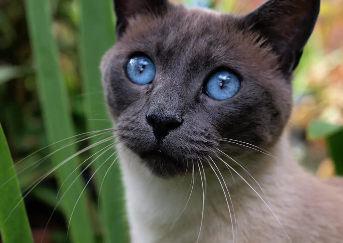 Siamois qui regarde vers le haut, il est dehors
