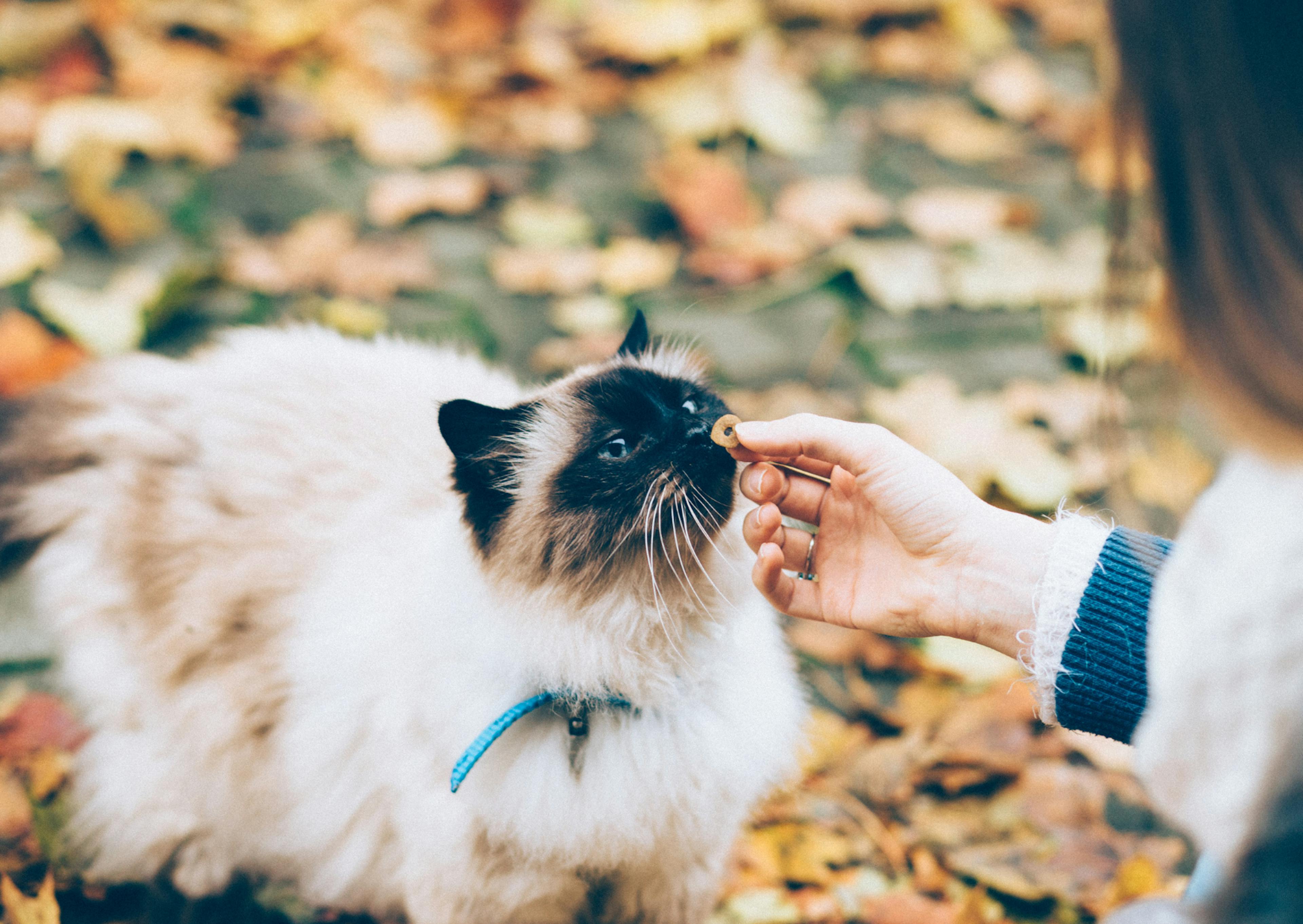 Siamois avec sa maitresse, elle lui donne un biscuit, ils sont dehors, dans l'herbe, c'est l'automne