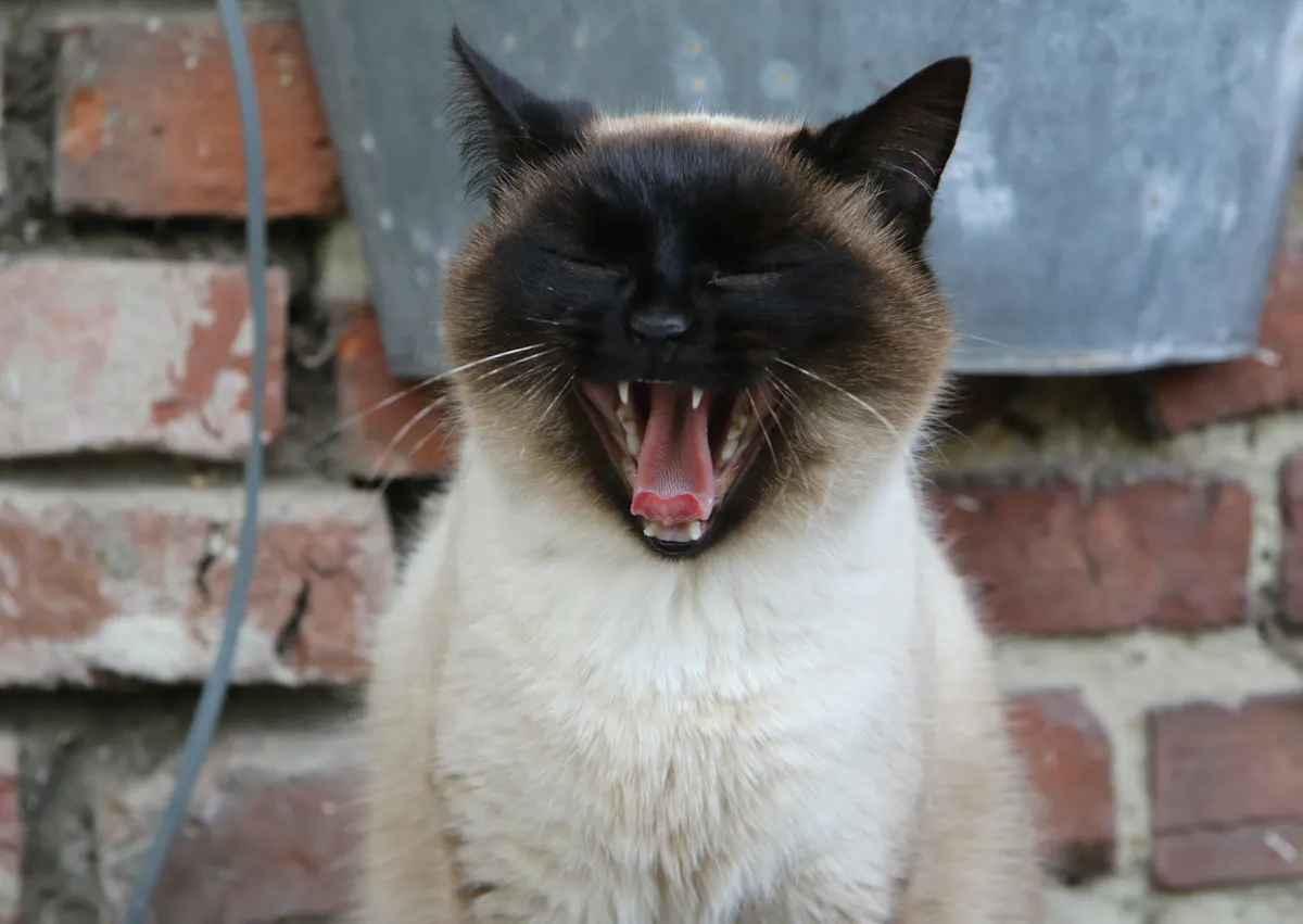 Siamois qui baille, il est dehors devant un mur de brique