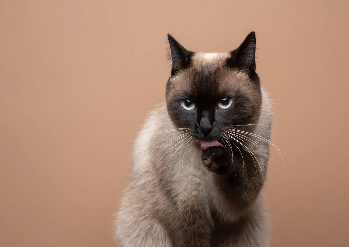 Siamois qui se lèche la patte, il regrad evers le bas