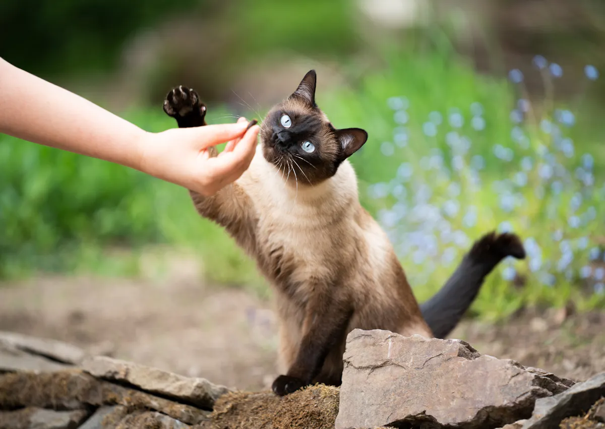 Siamois qui tend sa patte vers la main de son maitre, il est dehors assis sur la terre avec des herbes derrière lui
