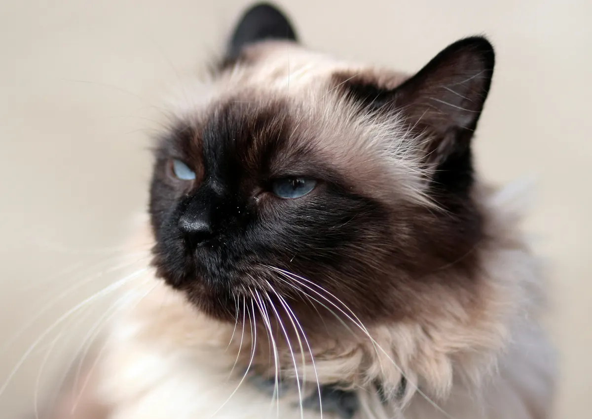 Siamois qui semble fatigué et regarde au loin