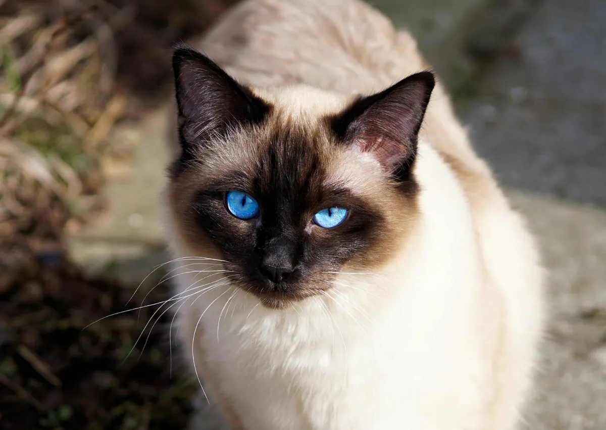 Siamois qui regarde au loin, il est dehors