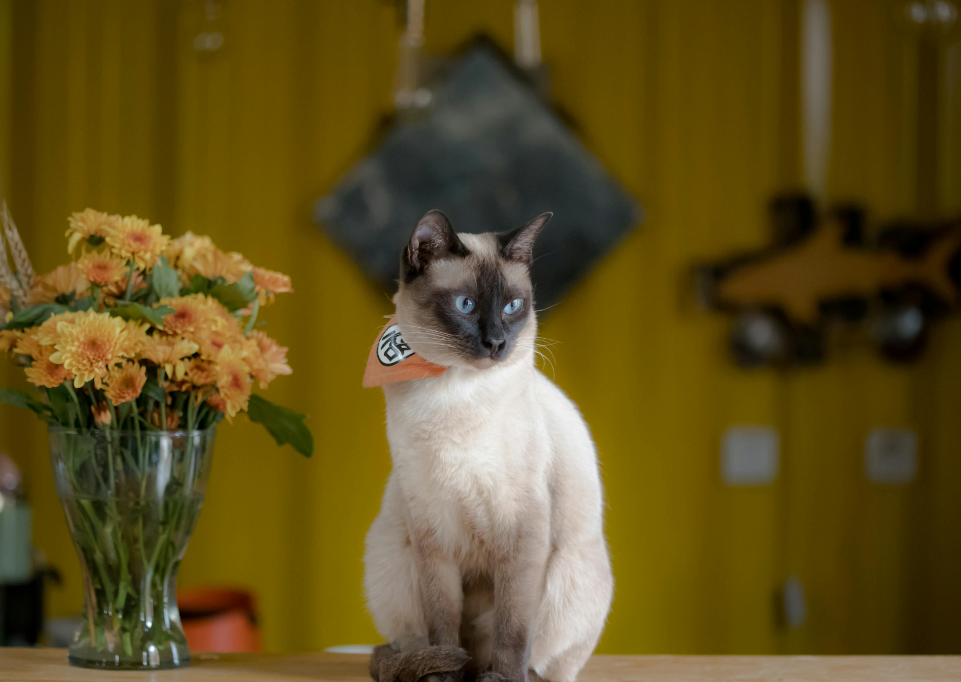 Siamois assis sur une table à côté d'un vase de fleurs