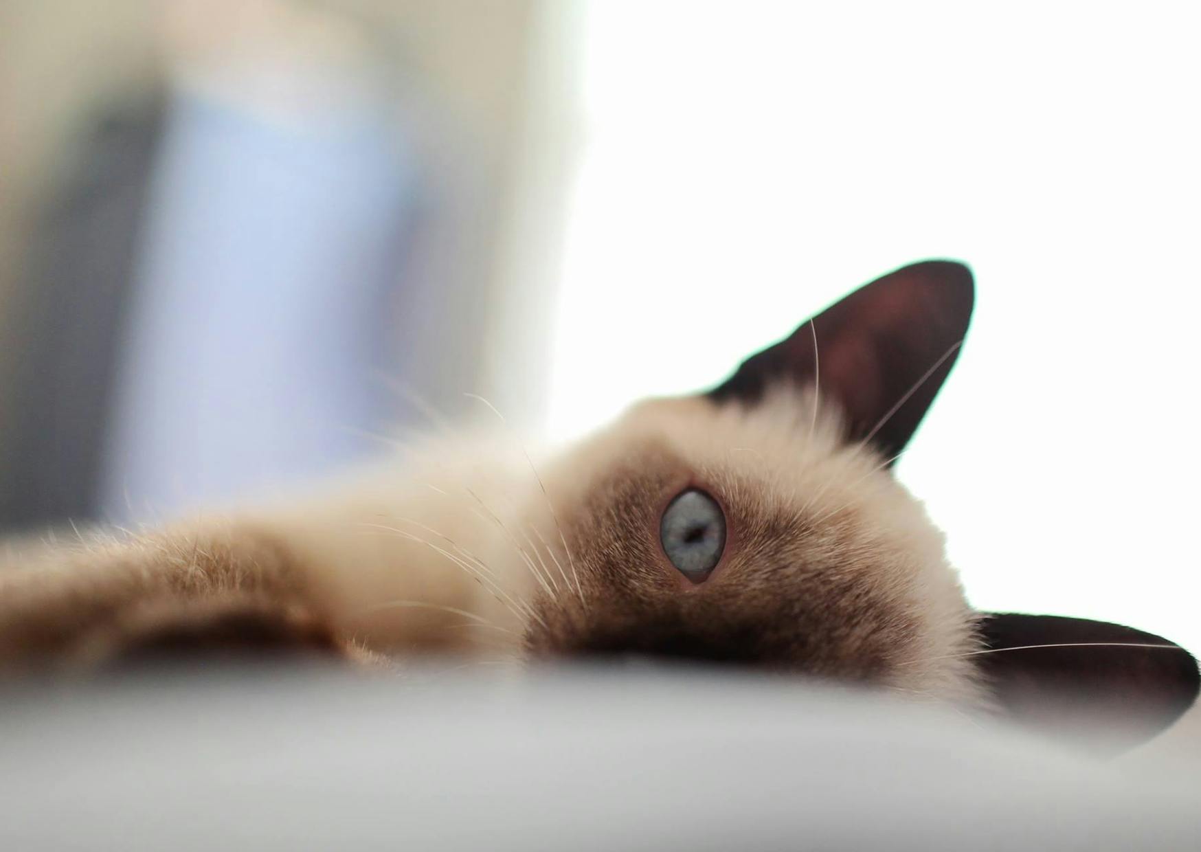 Siamois couché sur le flan, il eregarde curieusement devant lui