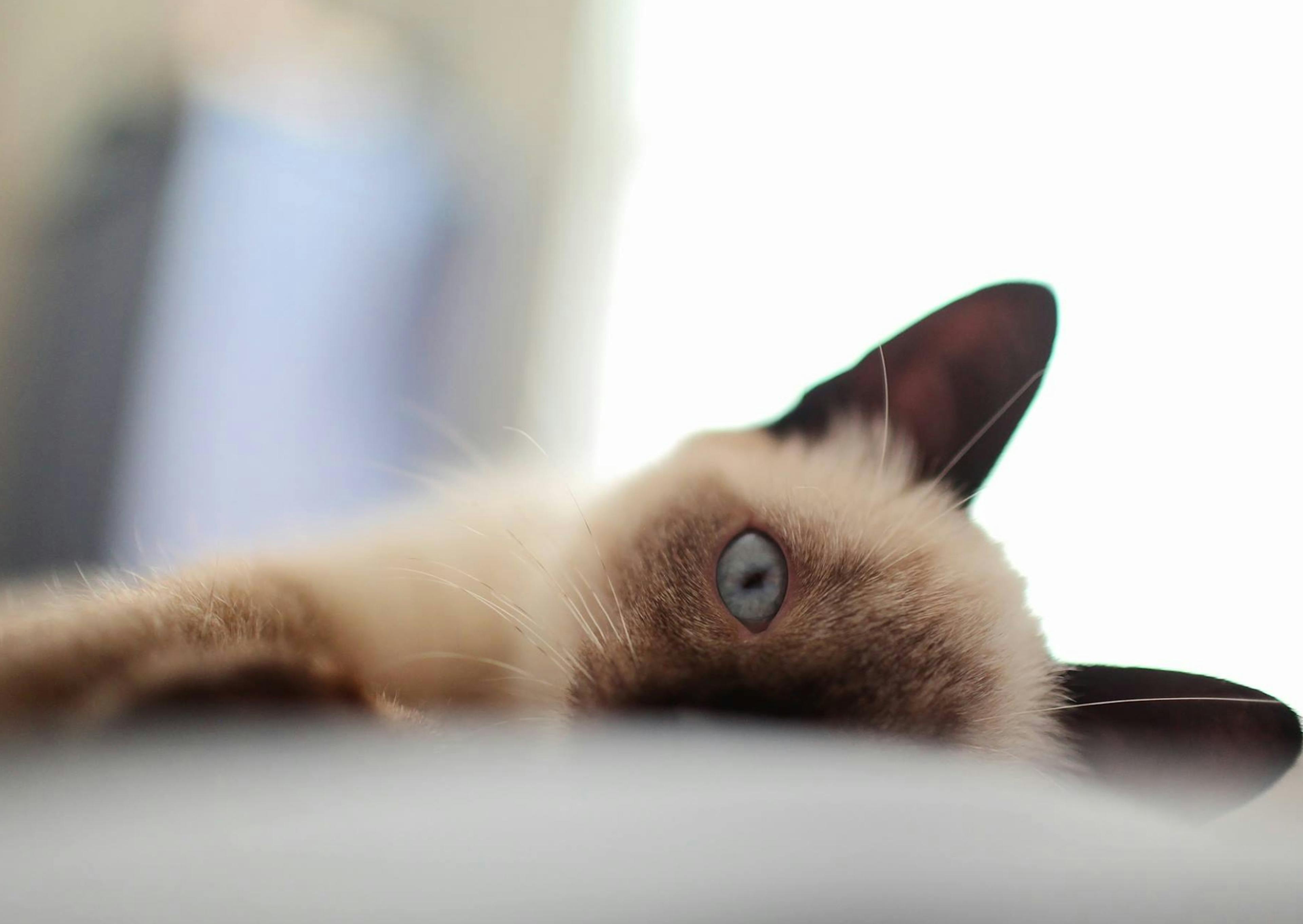 Siamois couché sur le flan, il eregarde curieusement devant lui 