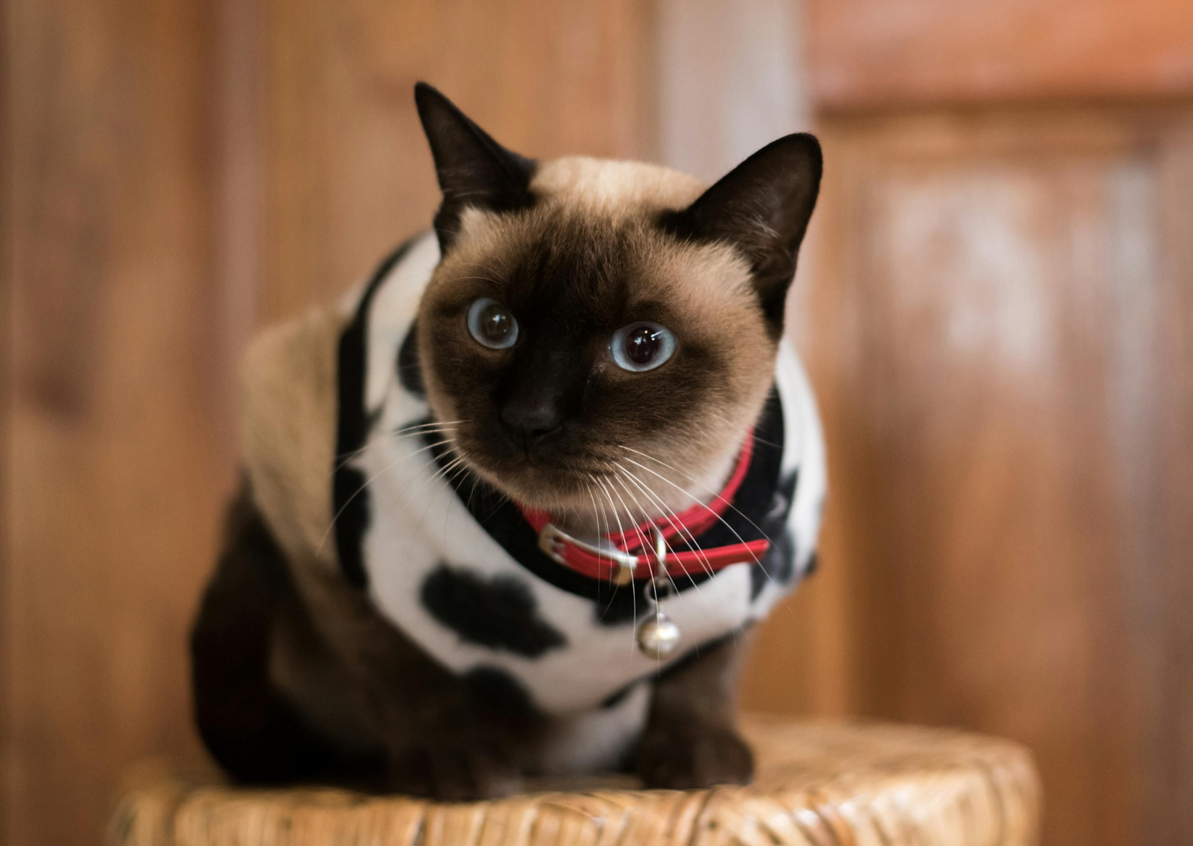 Siamois avec un harnais avec des motifs vache, il est assis sur un tabouret