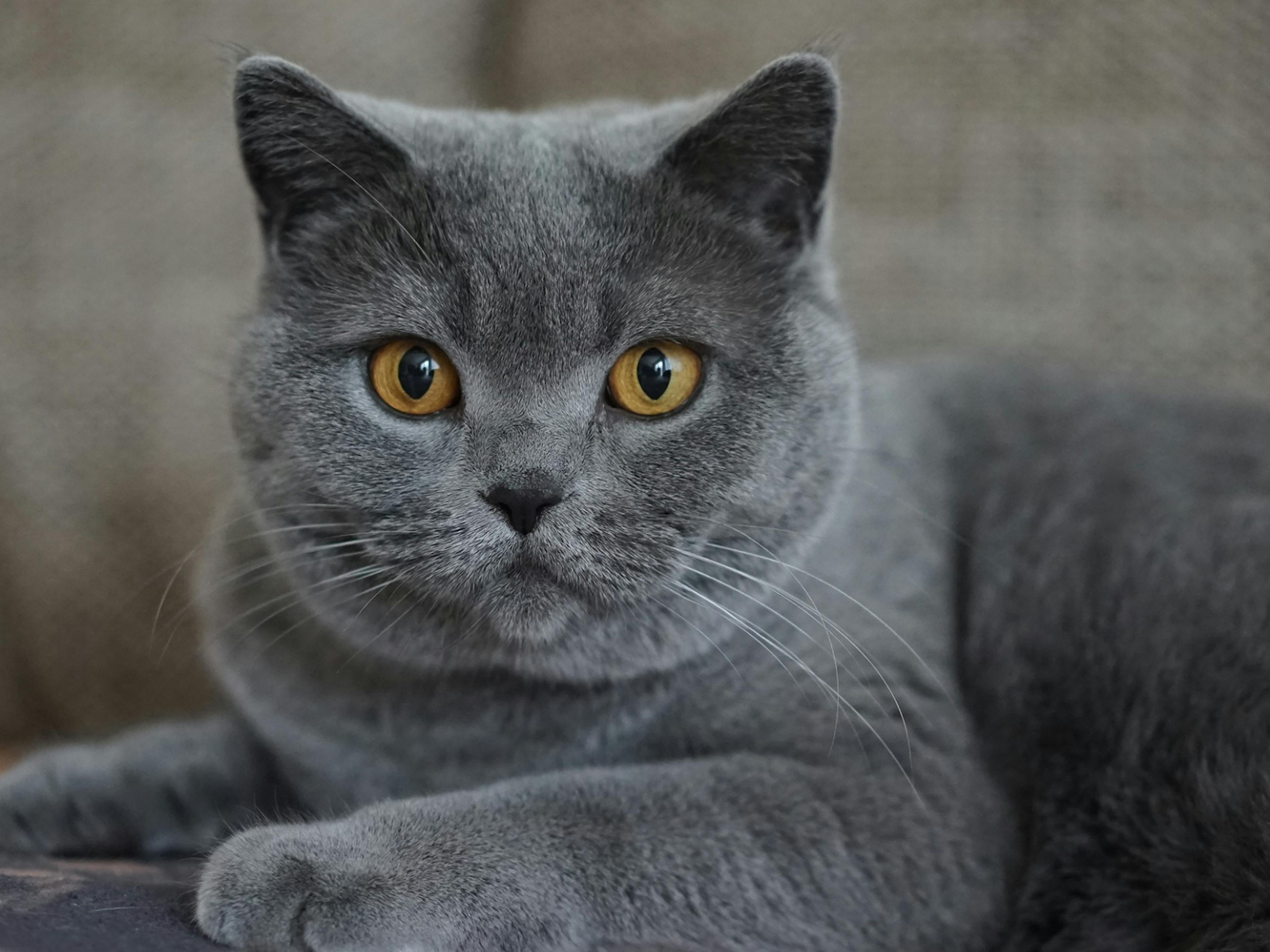 Chartreuxcouché sur un canapé, il regarde face à lui