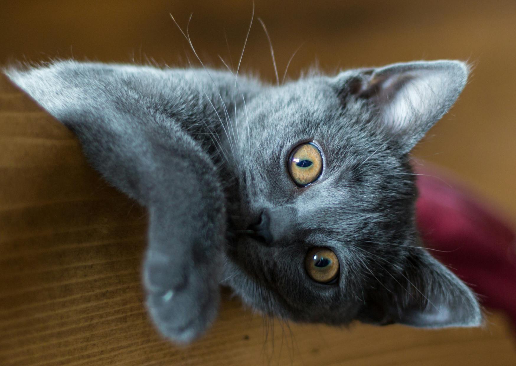Chartreux avec la tête et une patte qui basculent vers le bas
