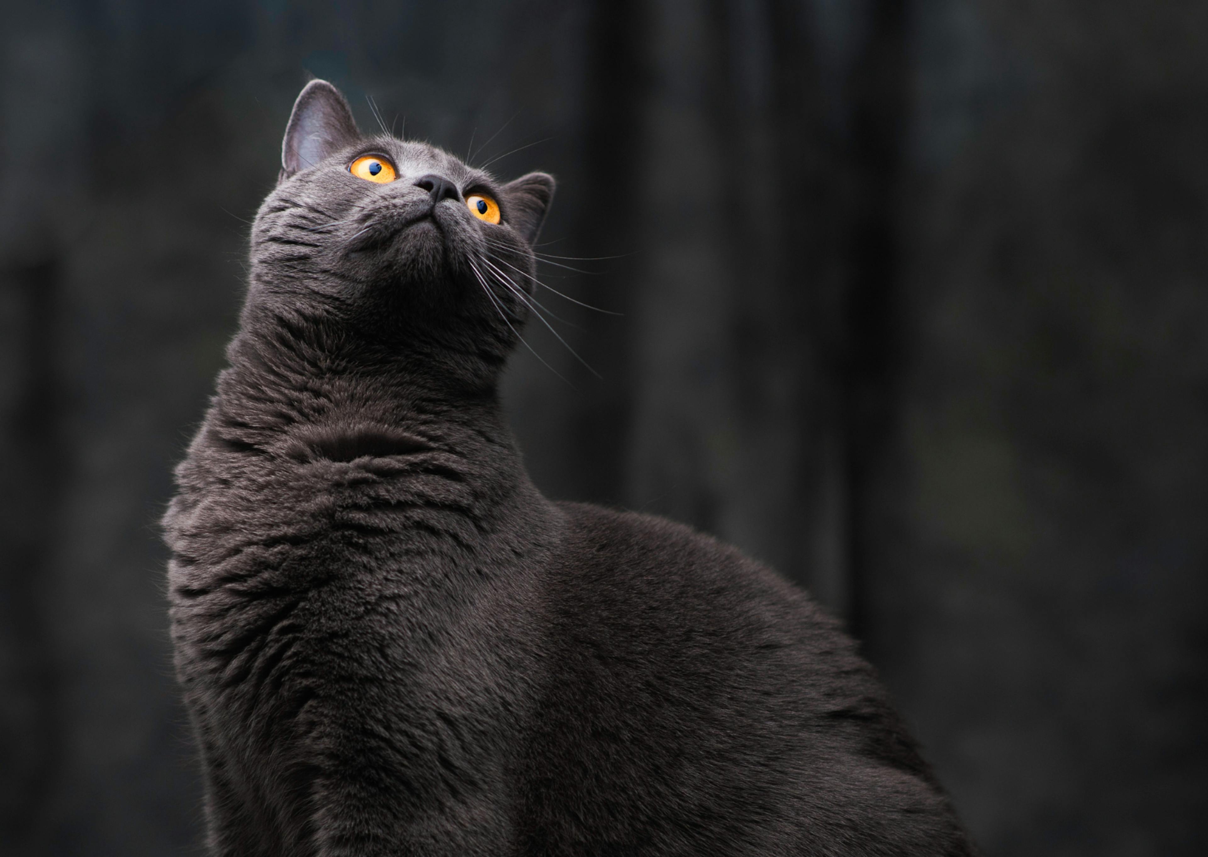 Chartreux assis dans une forêt sombre, il regarde evrs le haut