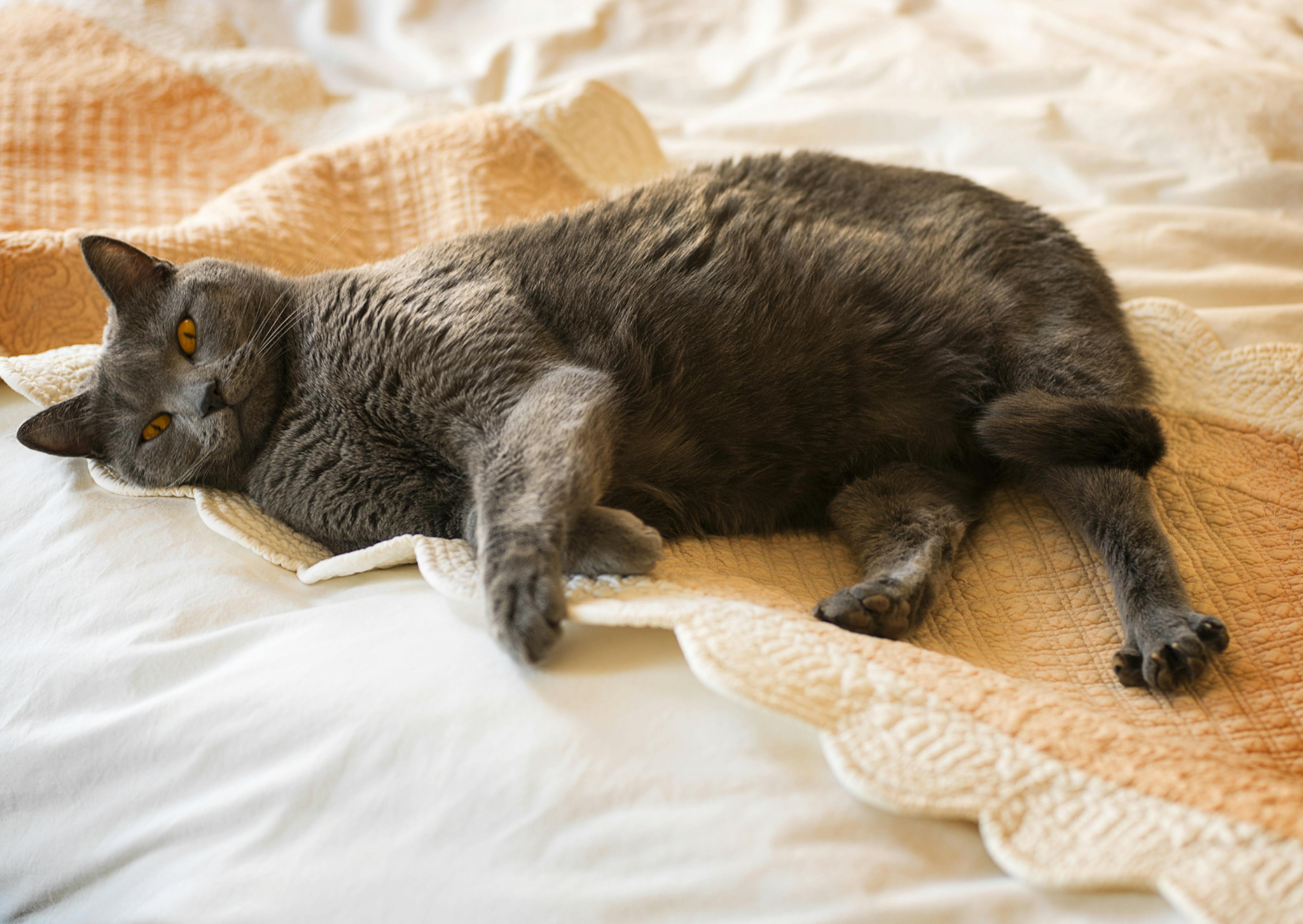 Chartreux couché sur le flan, il est sur un lit 