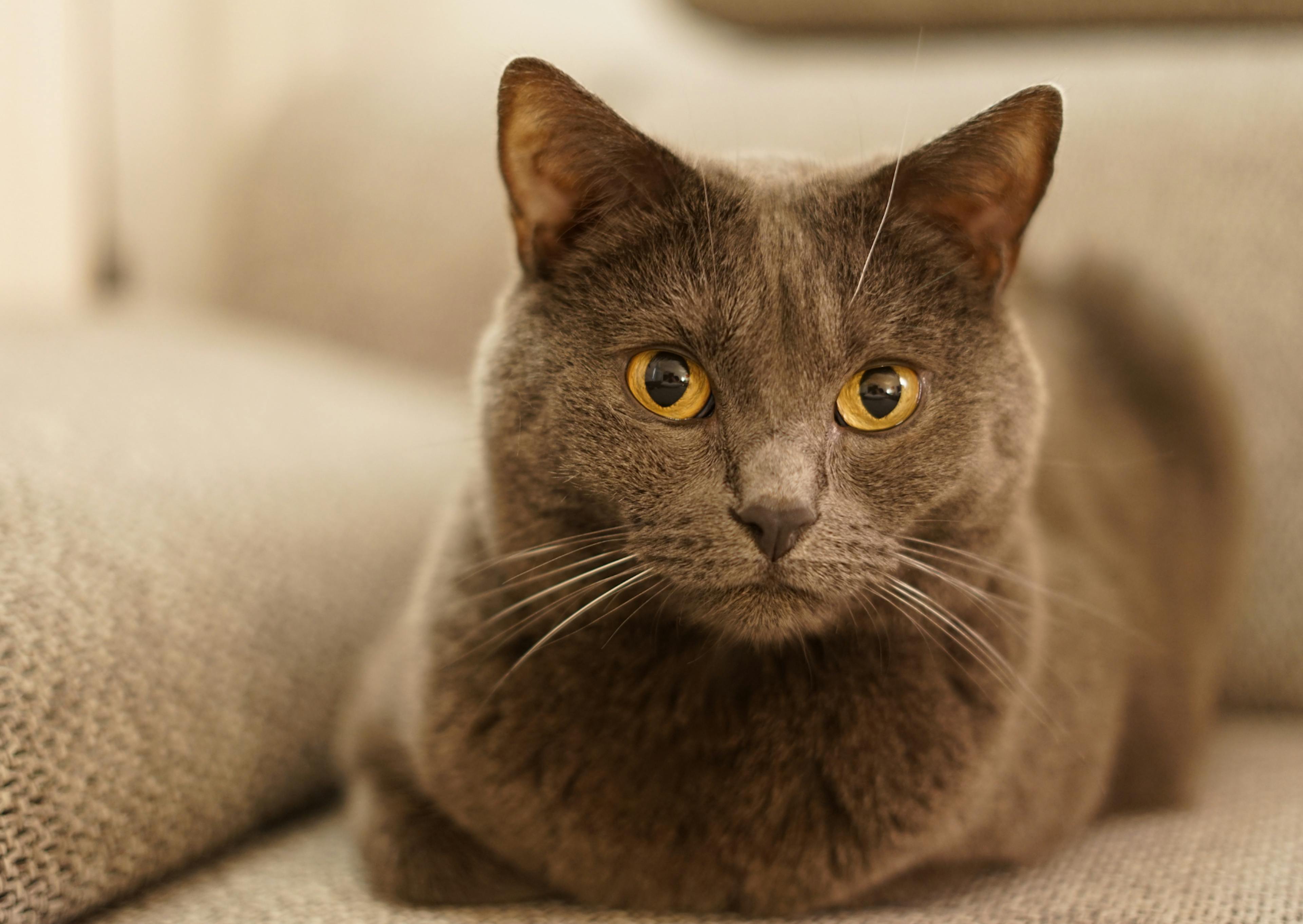 Chartreux couché, les pattes rentrées, il regarde l'objectif avec un air curieux