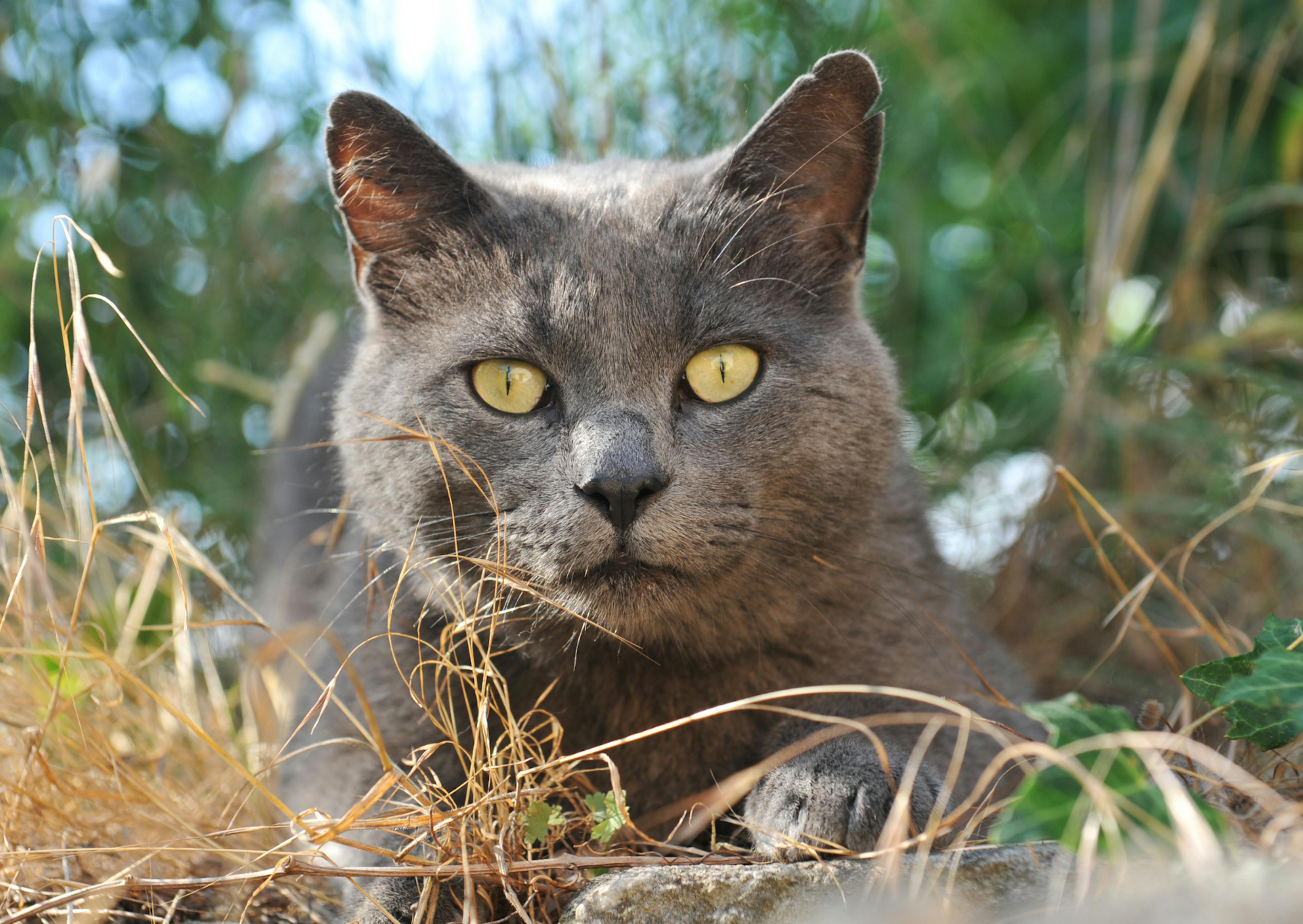 Chartreux derrièere des herbes haute et brûlées, il regarde l'objectif