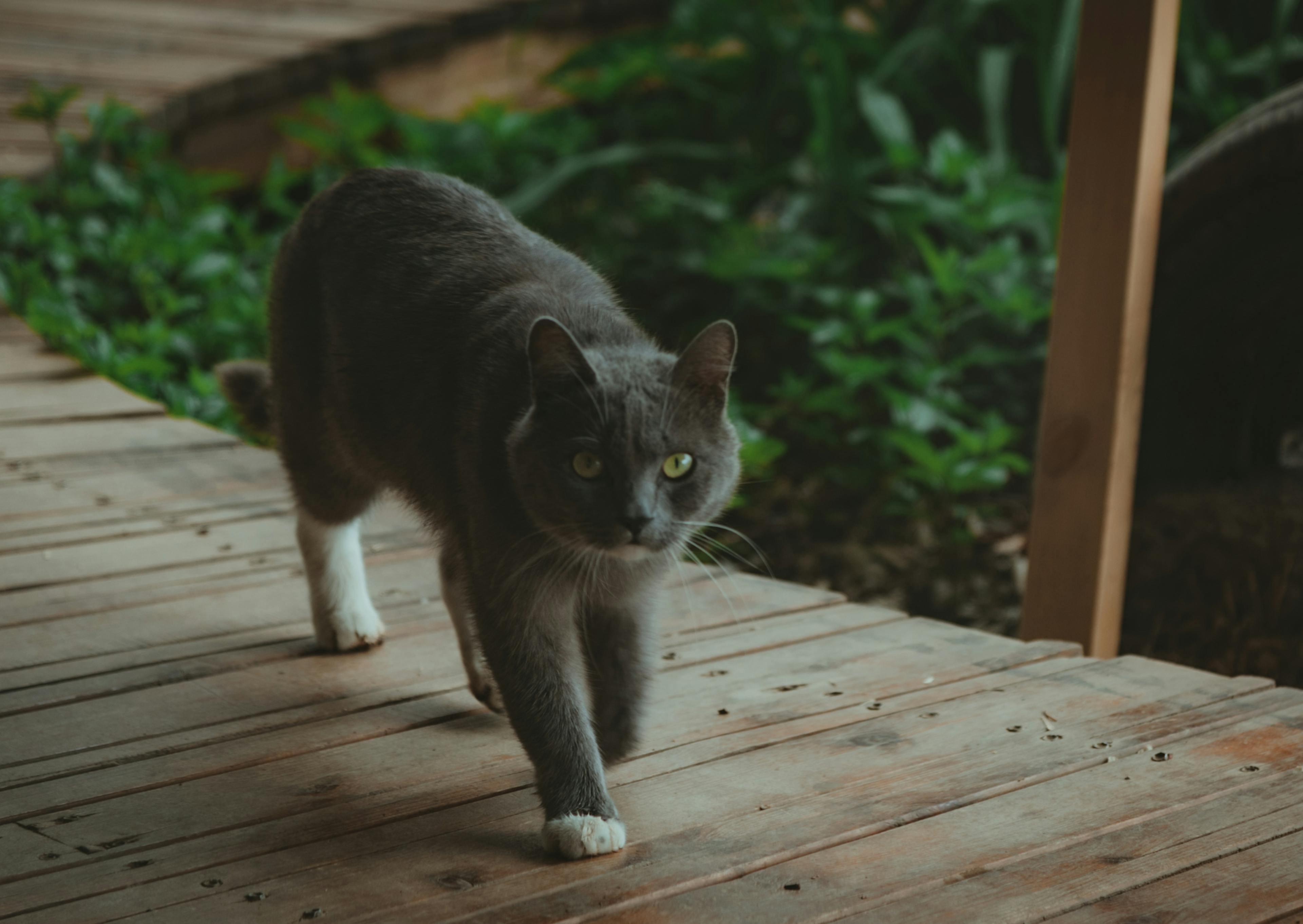 Chartreux qui marche le long d'une terrasse, il y a de la végétation derrière lui 