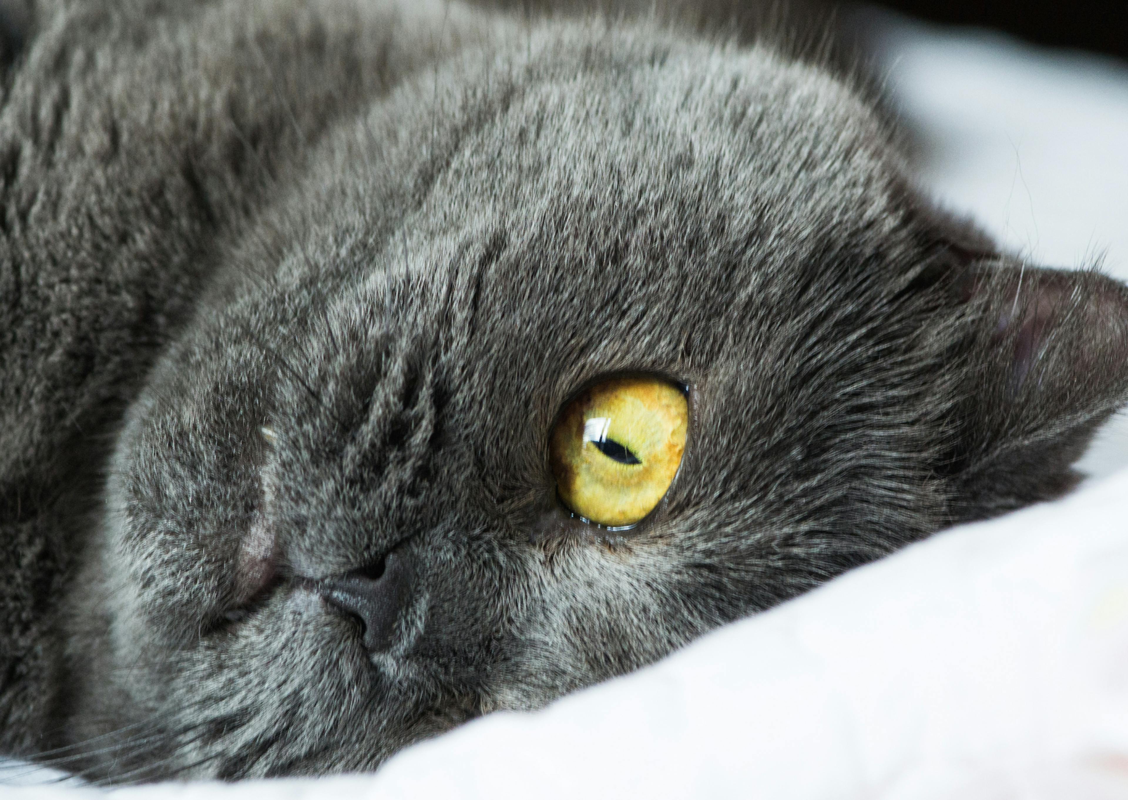 Chartreux couché sur un canapé, il se frotte la tête sur un draps blanc