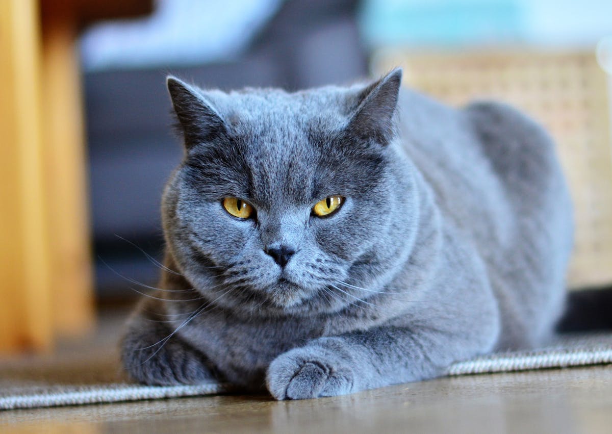Chartreux couché sur le sol en parquet, il semble fatigué 