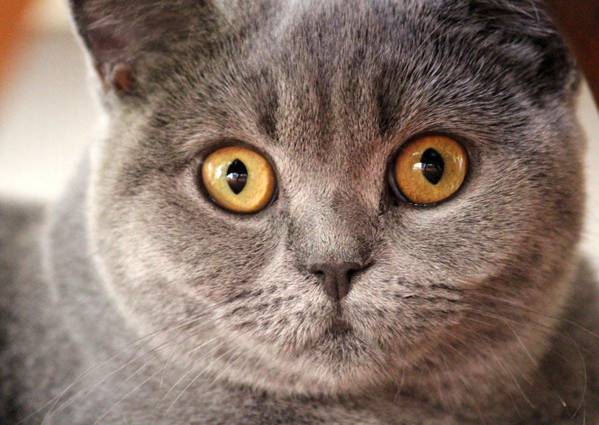 Chartreux qui regarde fixement l'objectif avec ses yeux jaunes