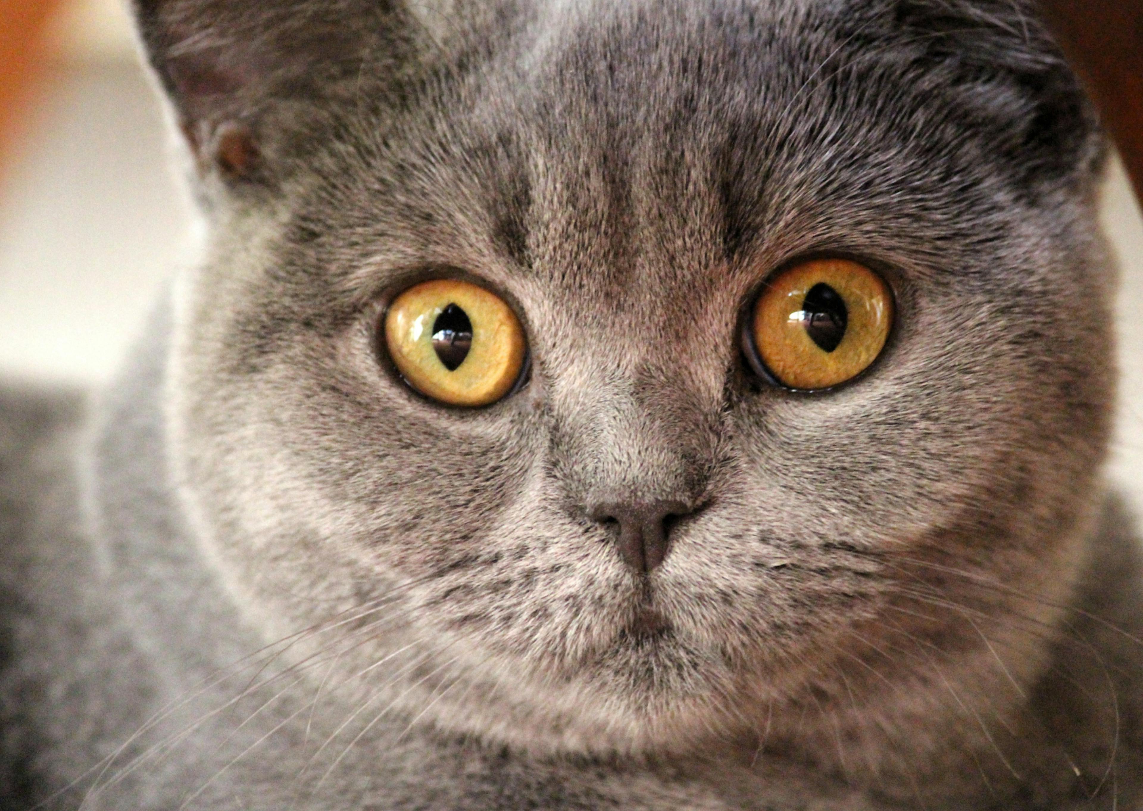 Chartreux qui regarde fixement l'objectif avec ses yeux jaunes