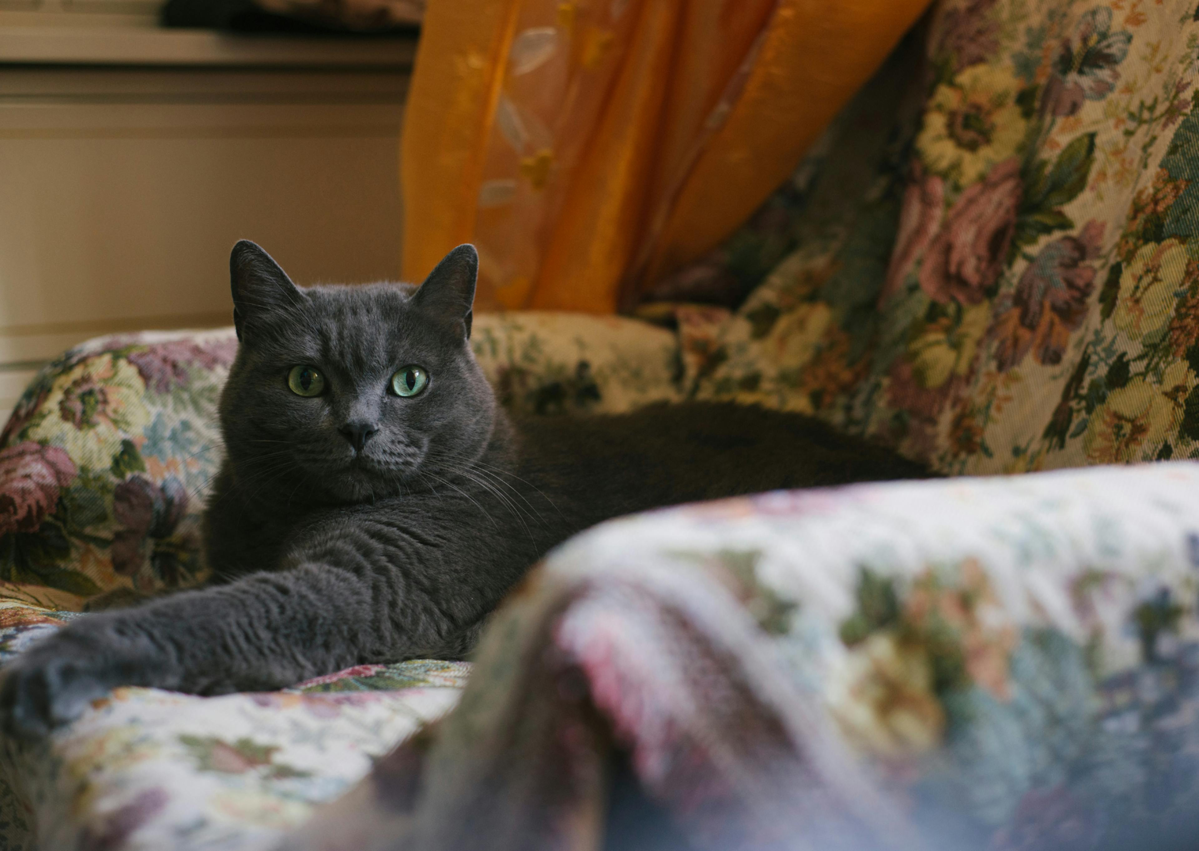 Chartreux couché sur un canapé fleuri