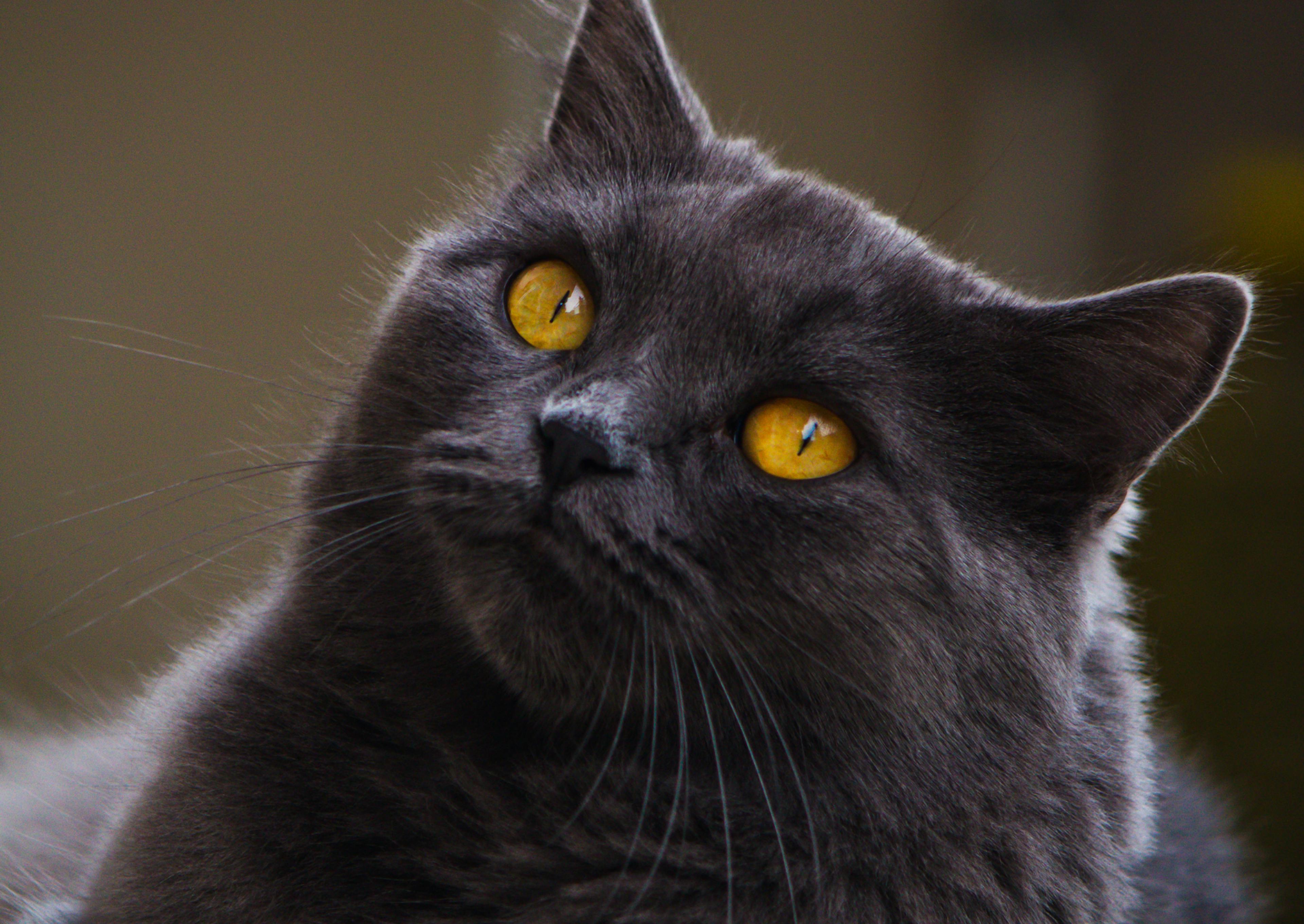 Chartreux qui regarde evrs le haut avec ses yeux jaunes perçants