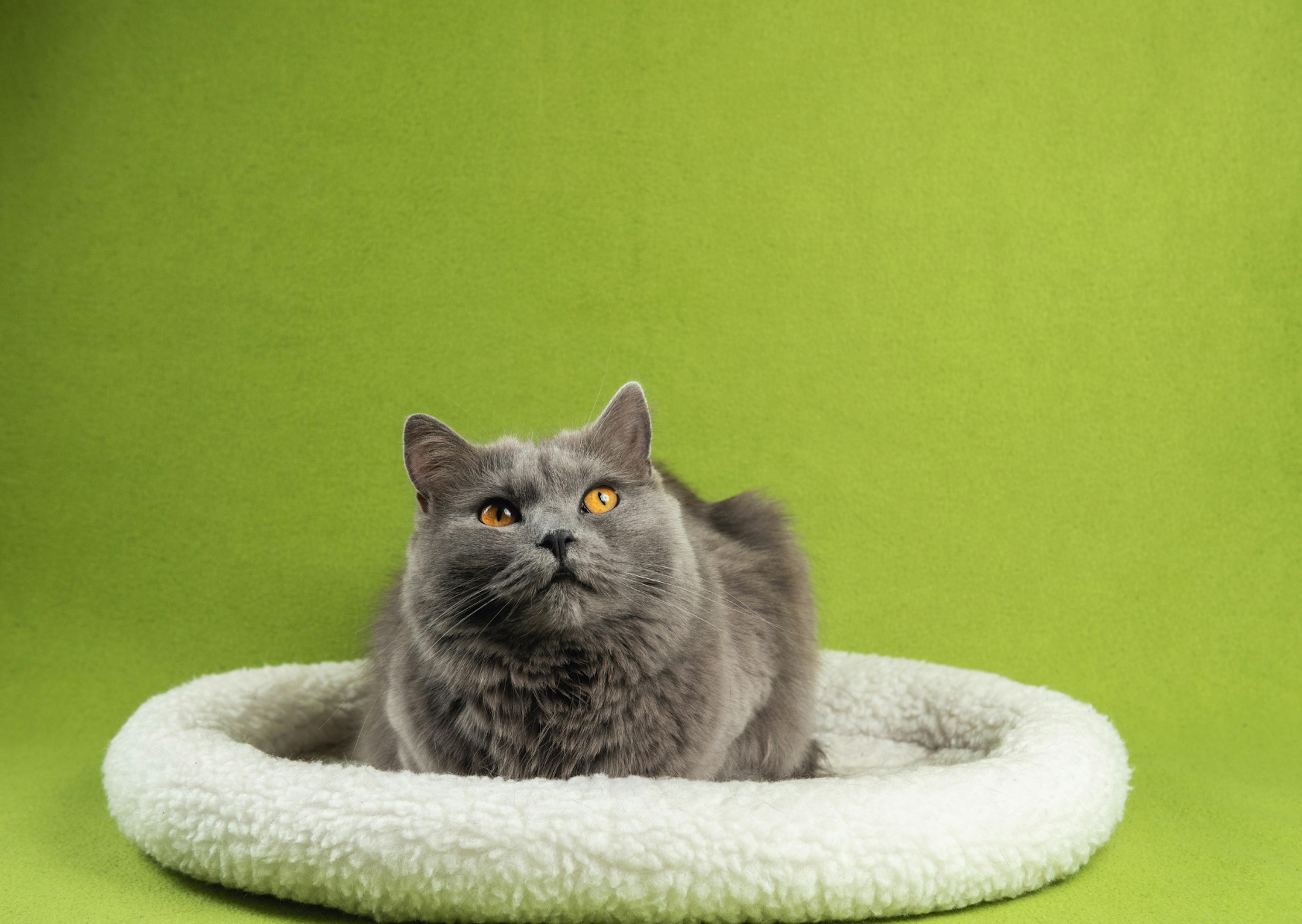 Chartreux dans son panier blanc, derrière lui il y a un fond vert, le chat regarde vers le haut, il est prêt à bondir