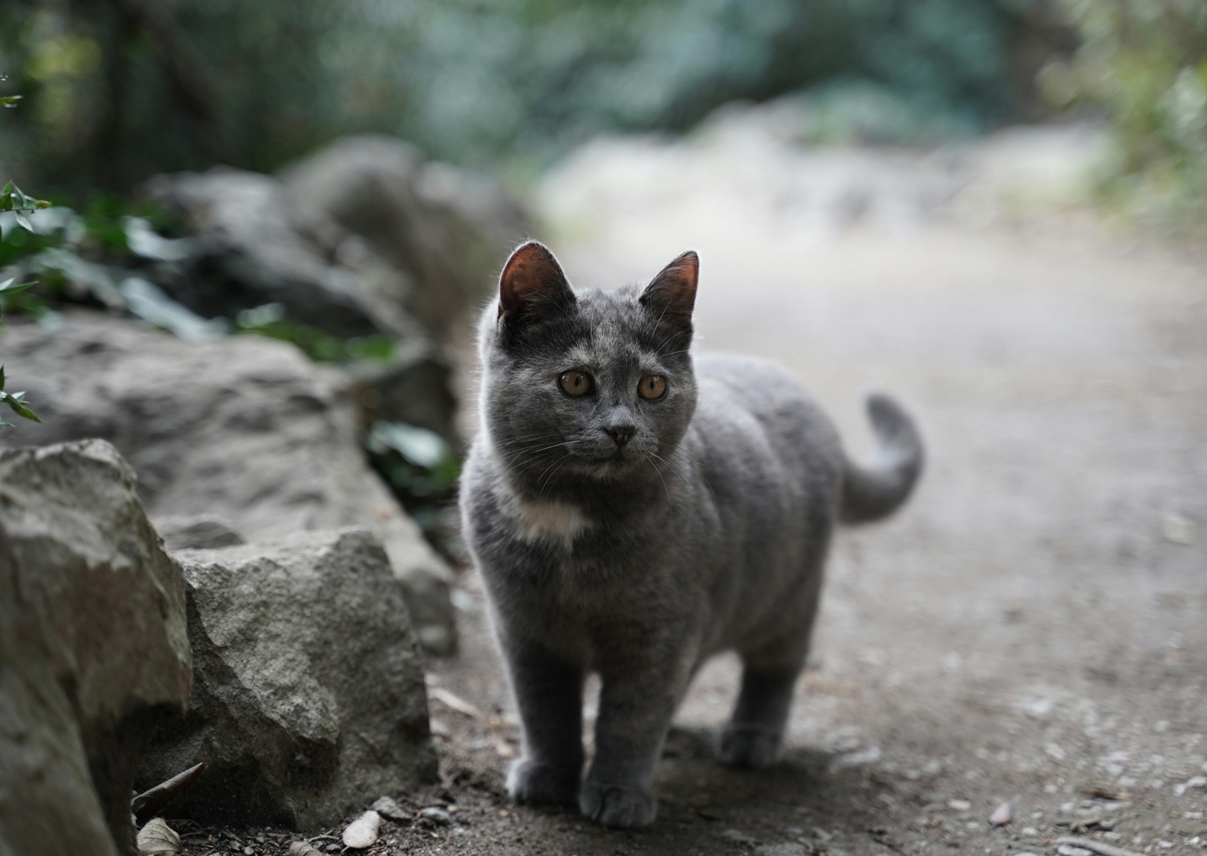 Chartreux châton qui marche sur une route de graviers, il ets prêt de rochers 