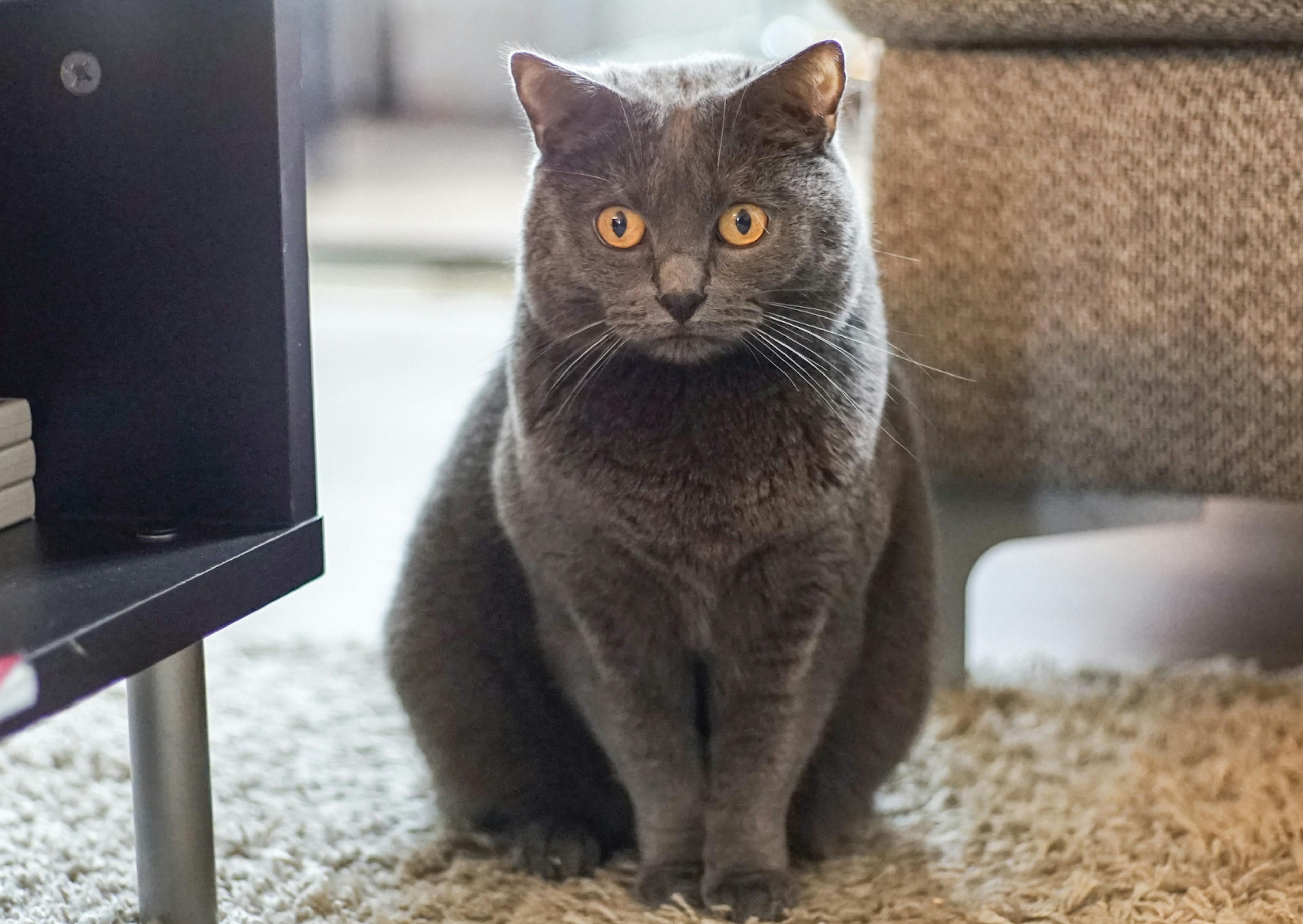 Chartreux assis à côté d'un meuble télé et d'un canapé, il regard evers le bas l'air curieux