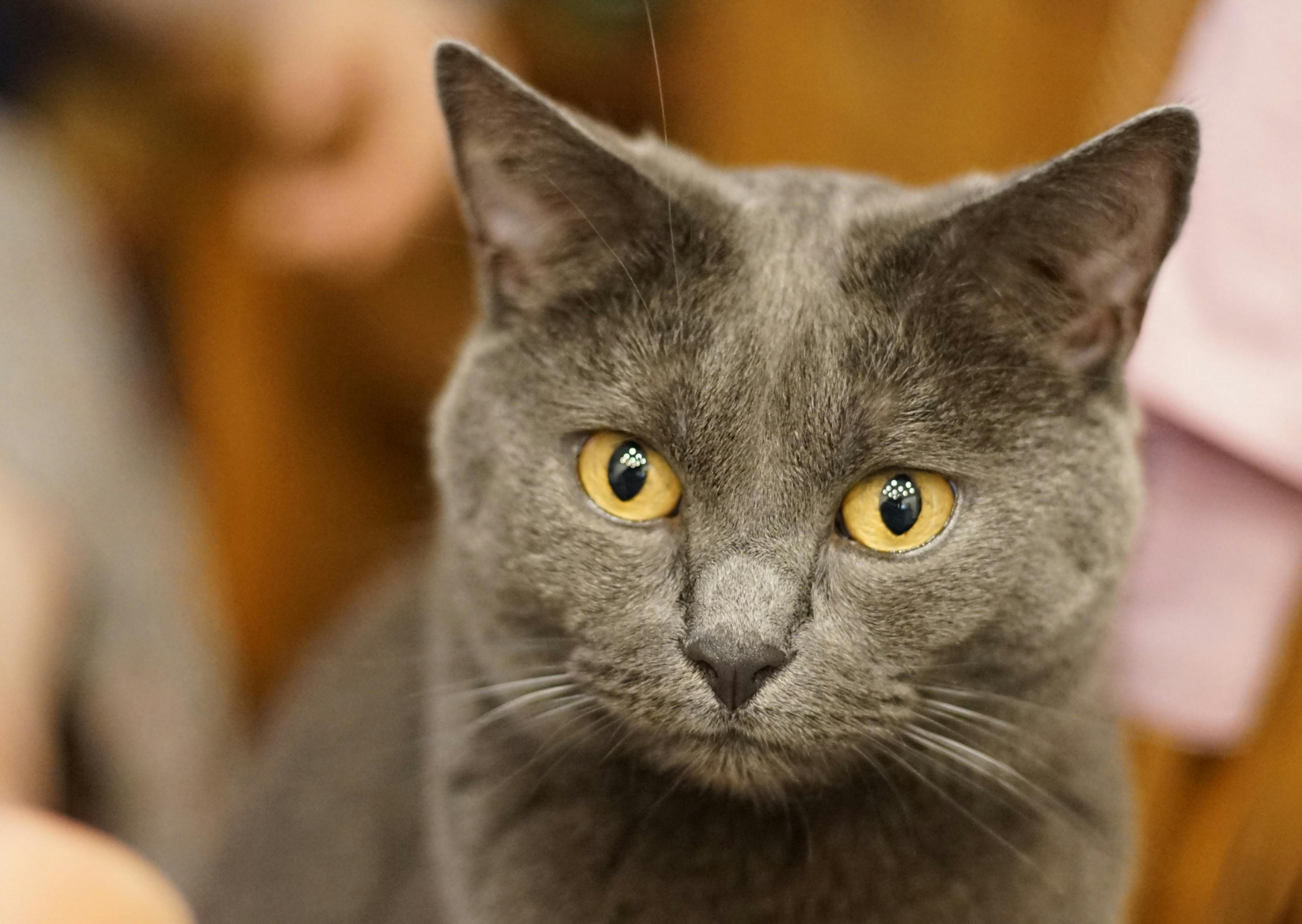 Chartreux assis, il regarde evrs le bas l'air curieux