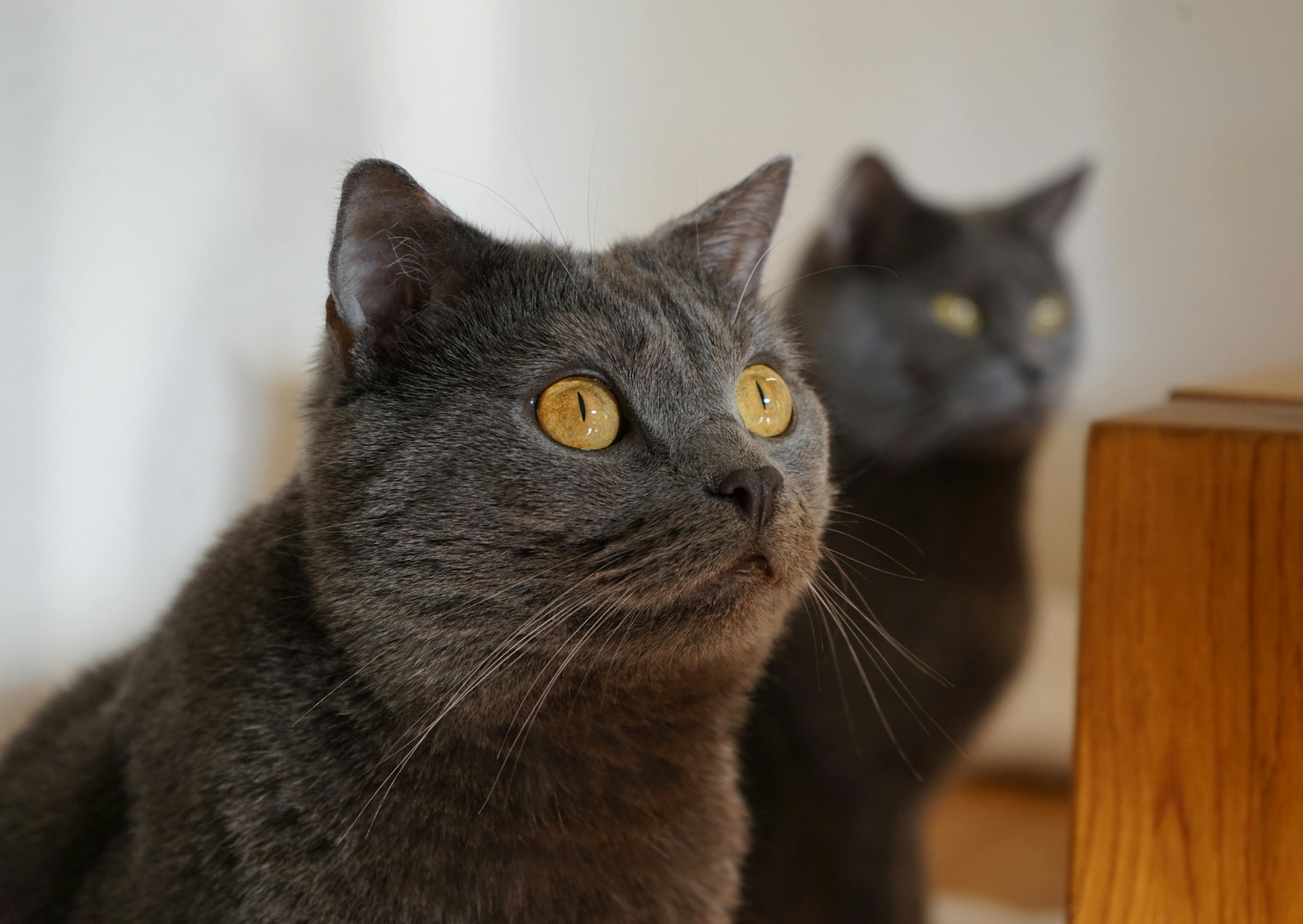 2 Chartreux l'un en premier plan assis qui regarde vers le haut, l'autre en deuxième plan, il est flouté et il regarde devant lui