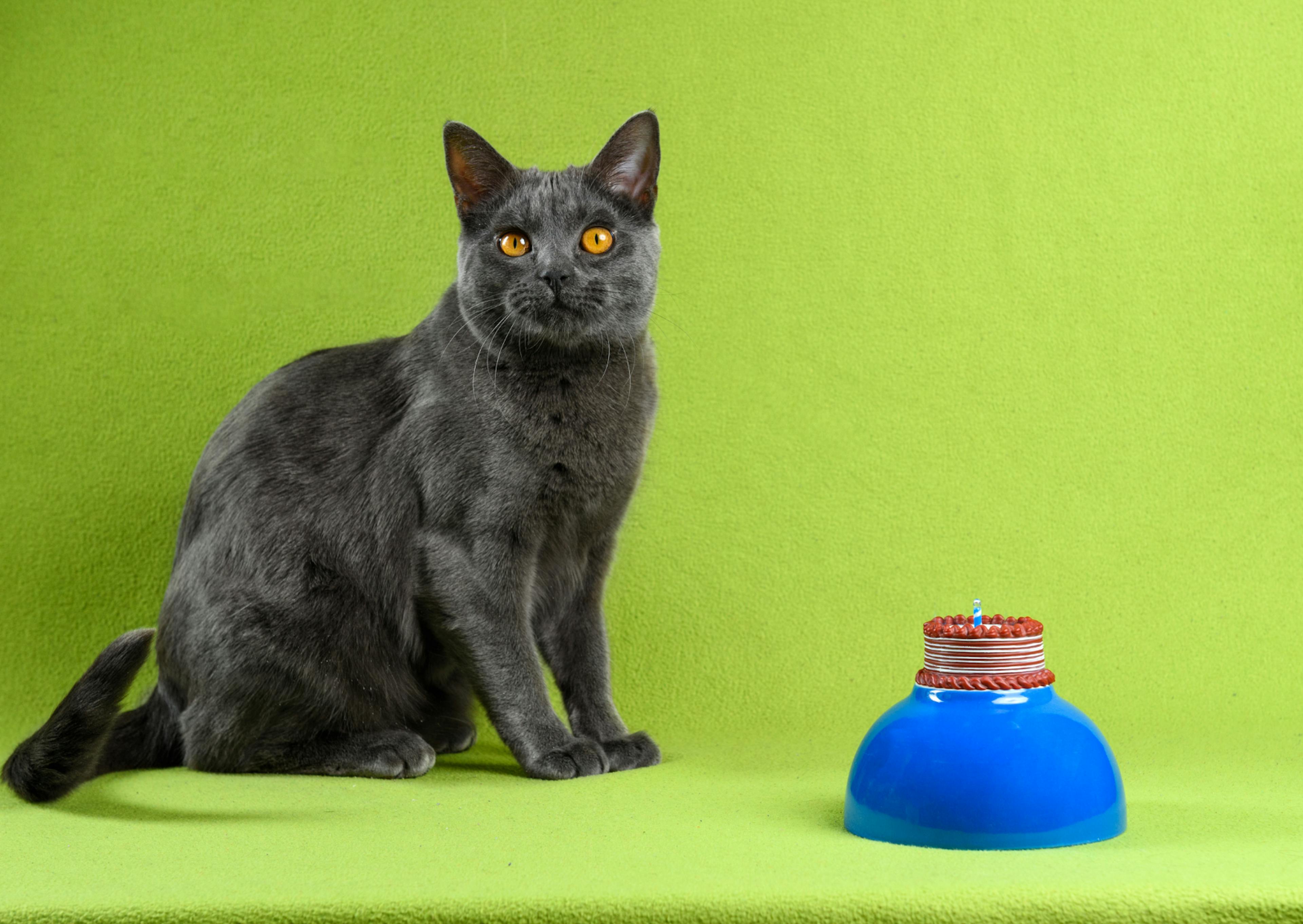 Chartreux assis sur fond vert, il regarde l'objectif, un jouet bleu est posé à côté de lui 