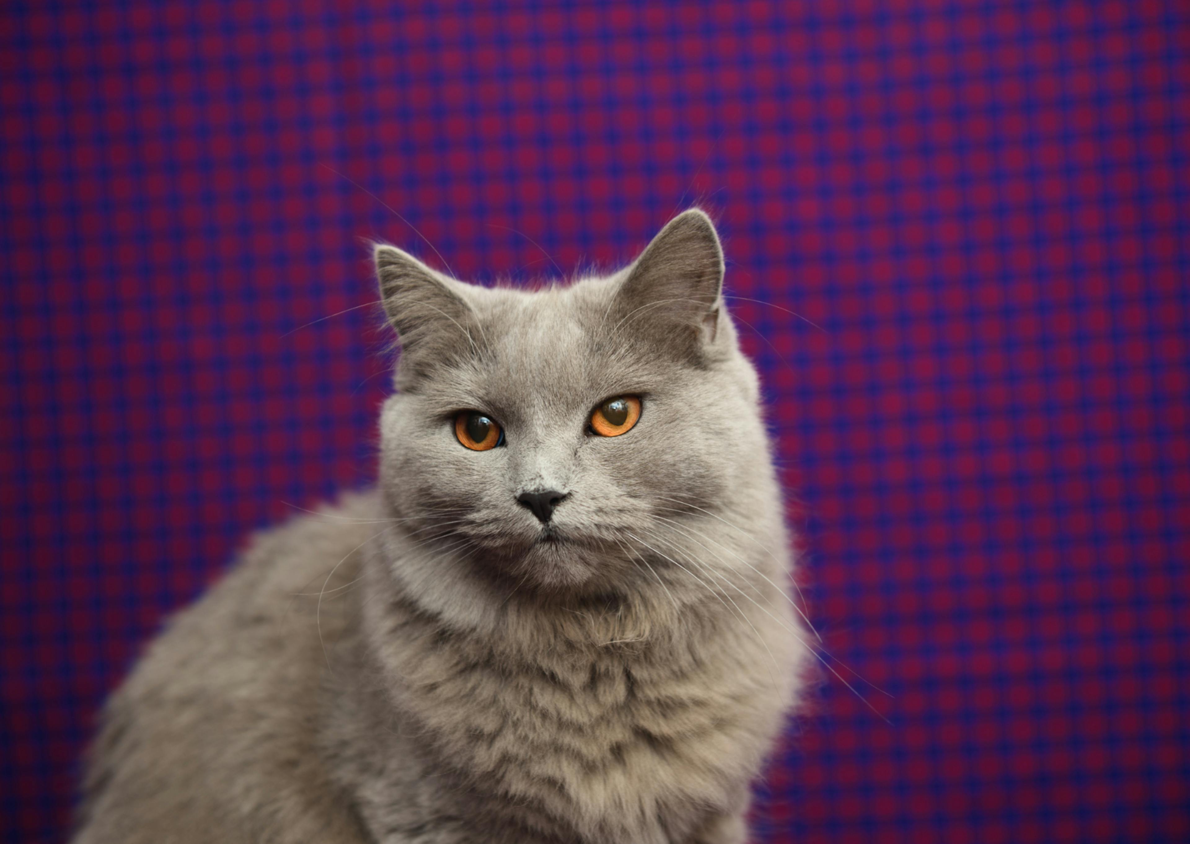 Chartreux sur fond violet et noir, il regarde vers le bas