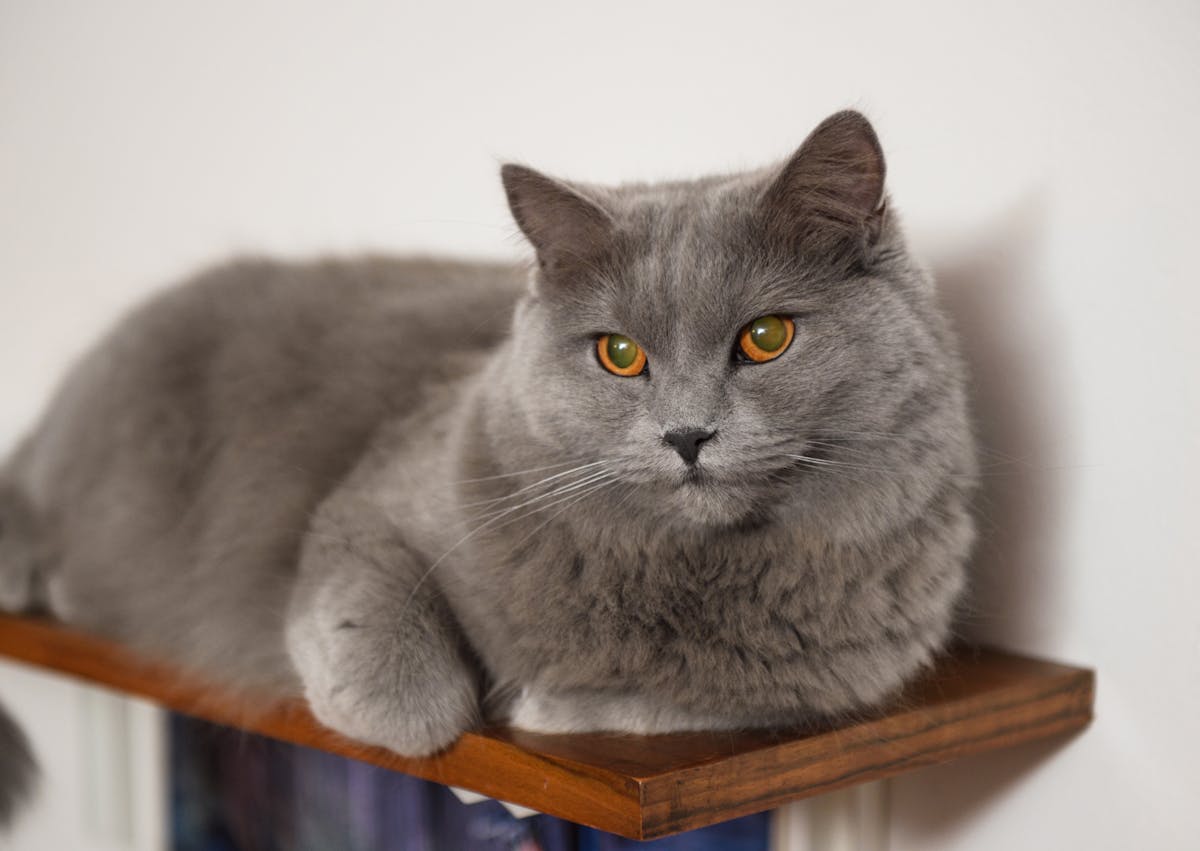 Chartreux couch é paisiblement sur son arbre à chat, il est attentif à ce qui se passe devant lui