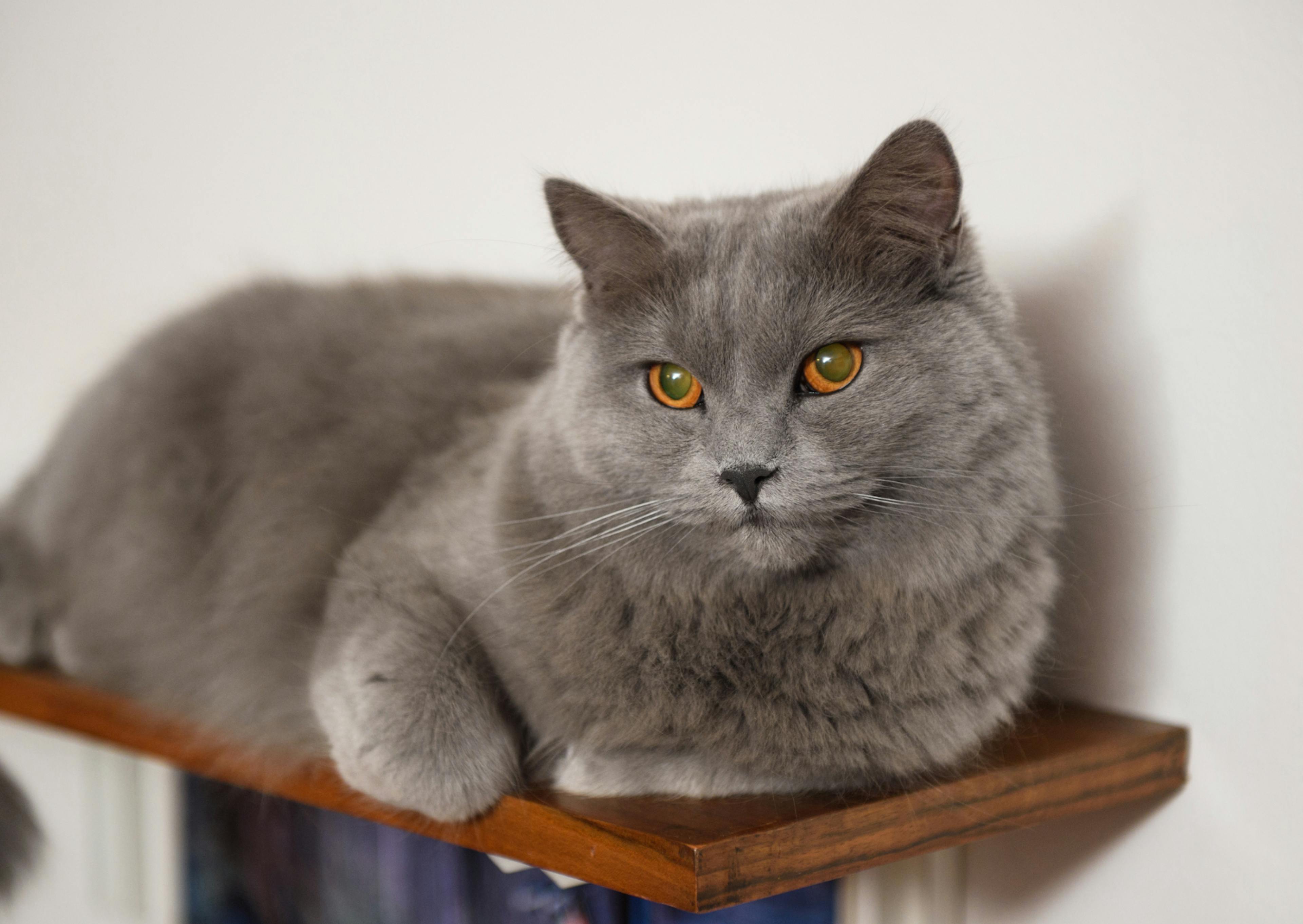 Chartreux couch é paisiblement sur son arbre à chat, il est attentif à ce qui se passe devant lui 