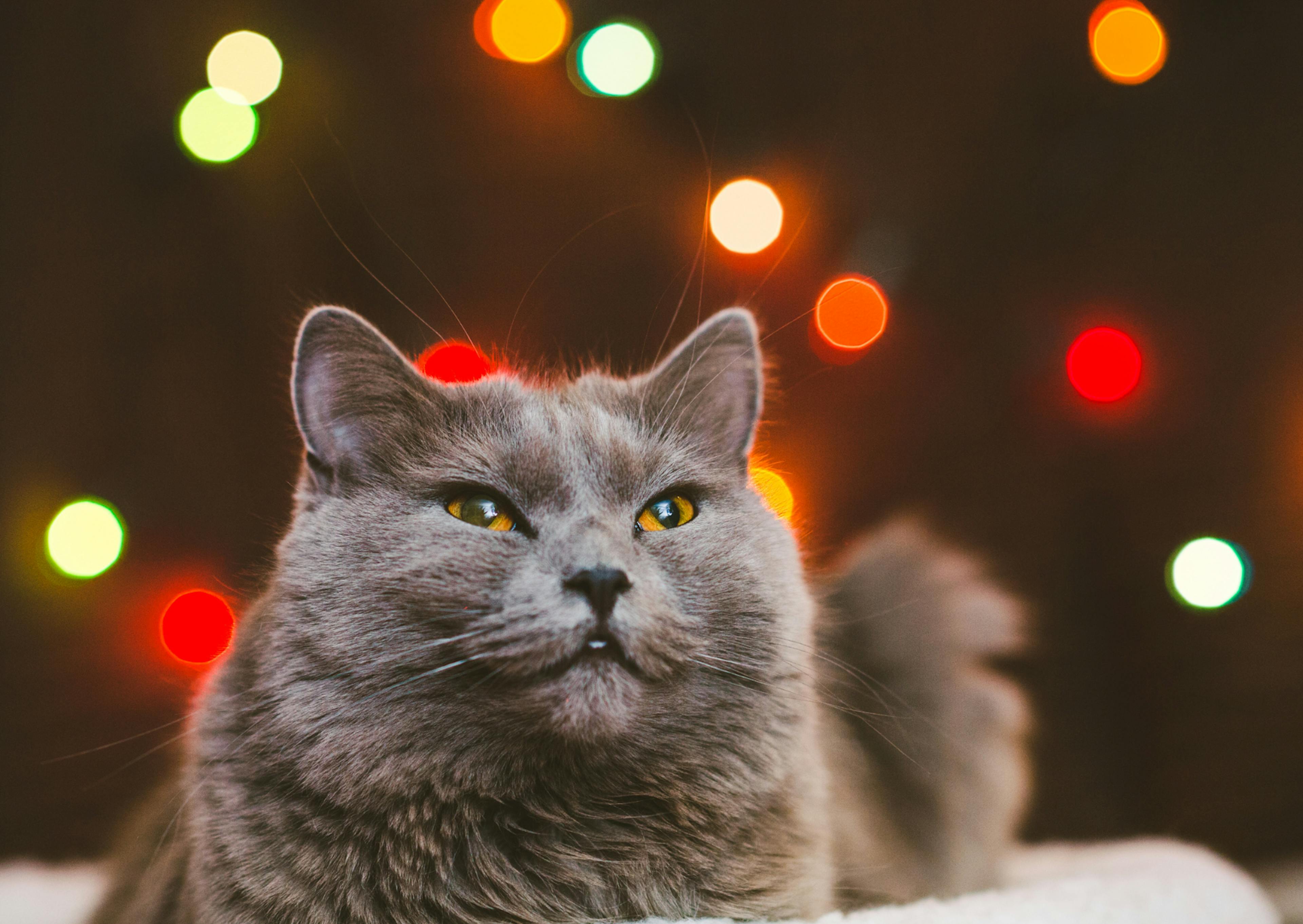 Chartreux couché sur un plaid blan, derrière lui on voit des lumières de toutes les couleurs allumées