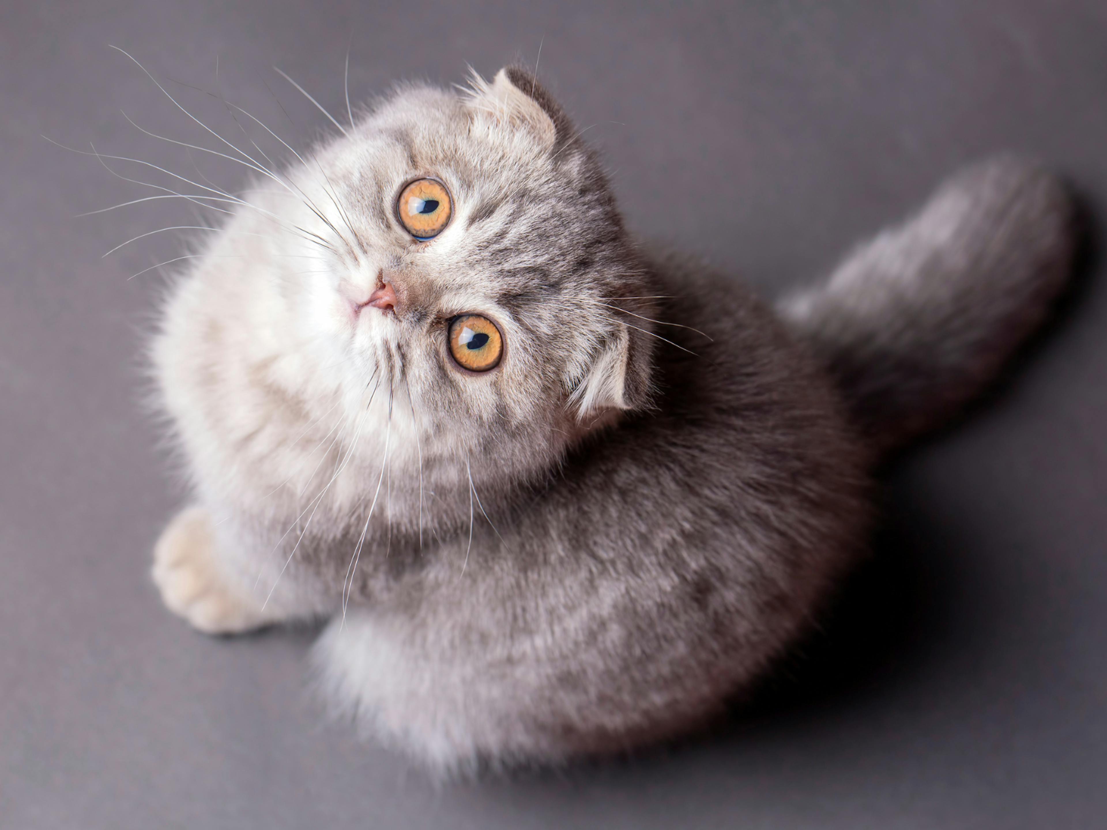 Scottish Fold pris en photo d'en haut, il regarde la caméra fixement