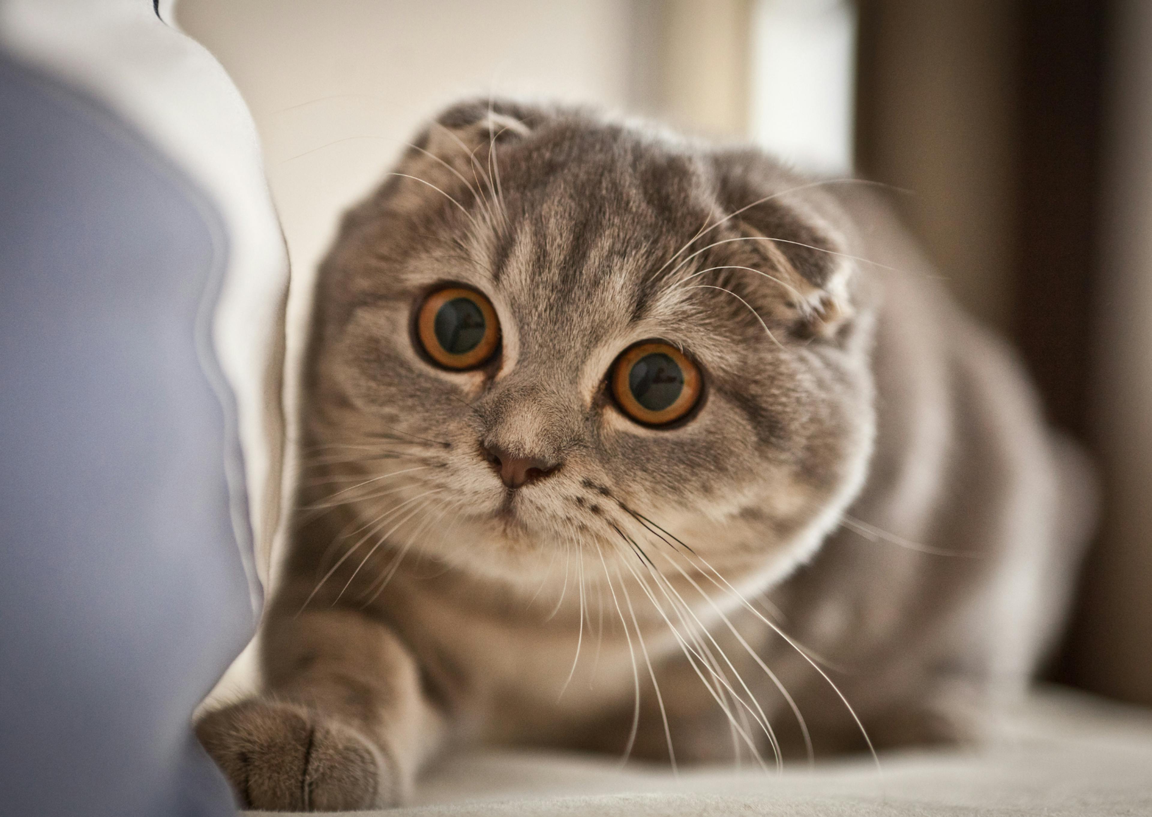 Scottish Fold sur un canapé qui met sa patte en avant pour cherche quelque chose