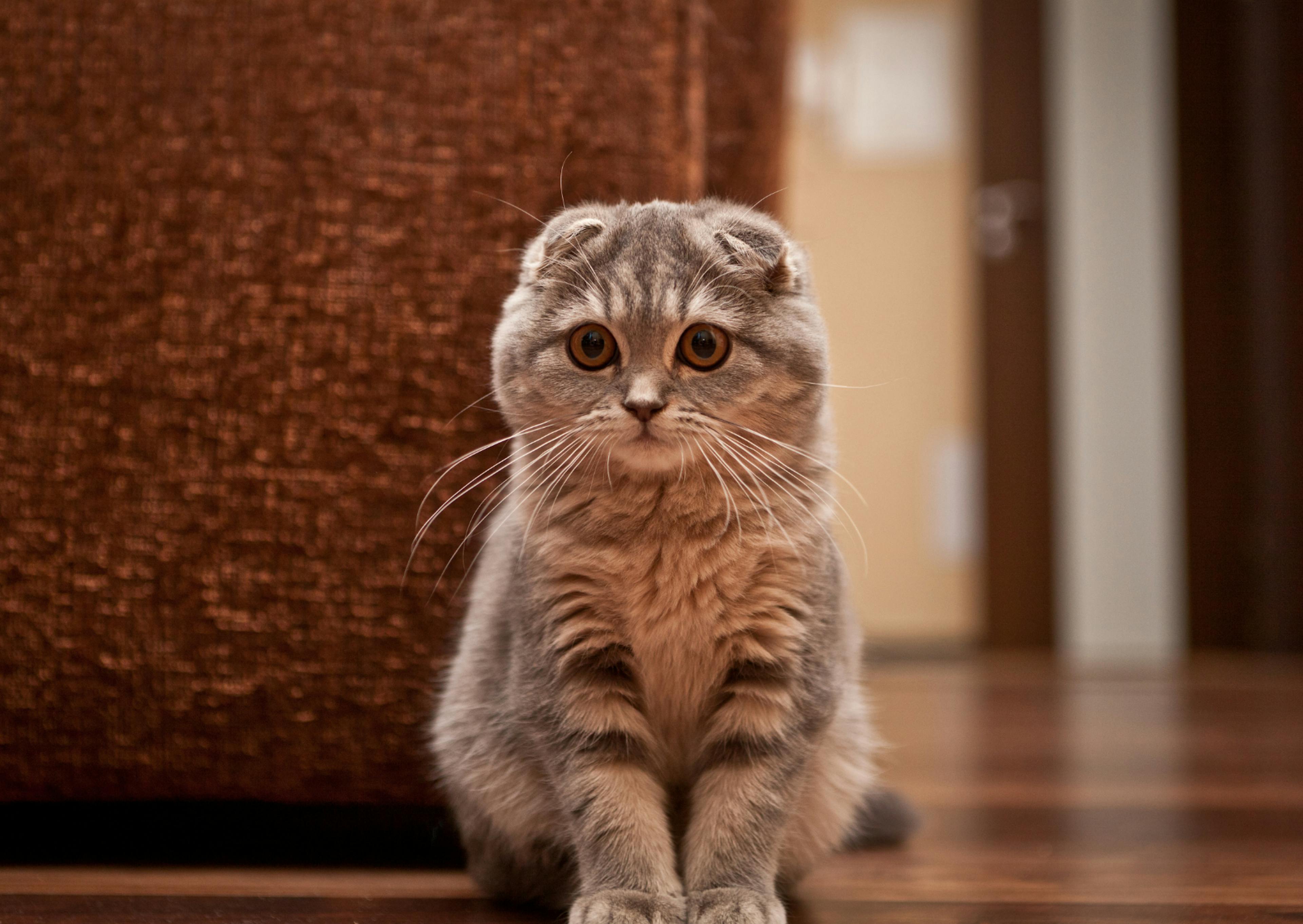 Scottish Fold assis sur un parquet, il regarde vers le bas