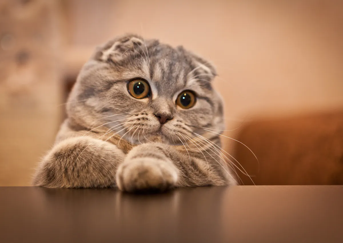 Scottish Fold qui essai de monter sur un table, il a les deux pattes qui sont déjà posées