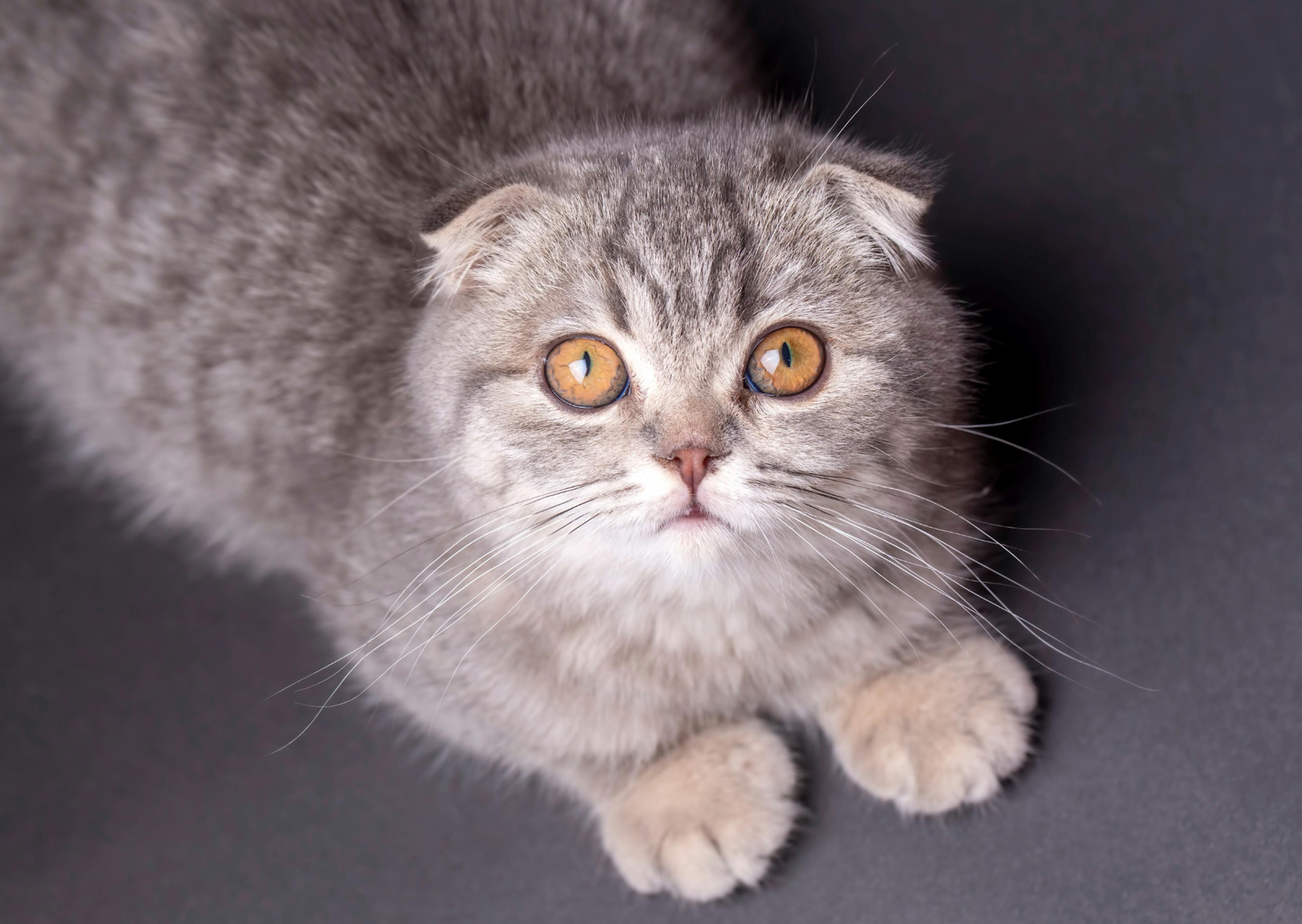 Scottish Fold debout, il est pris en photo d'en haut, il regarde l'objectif