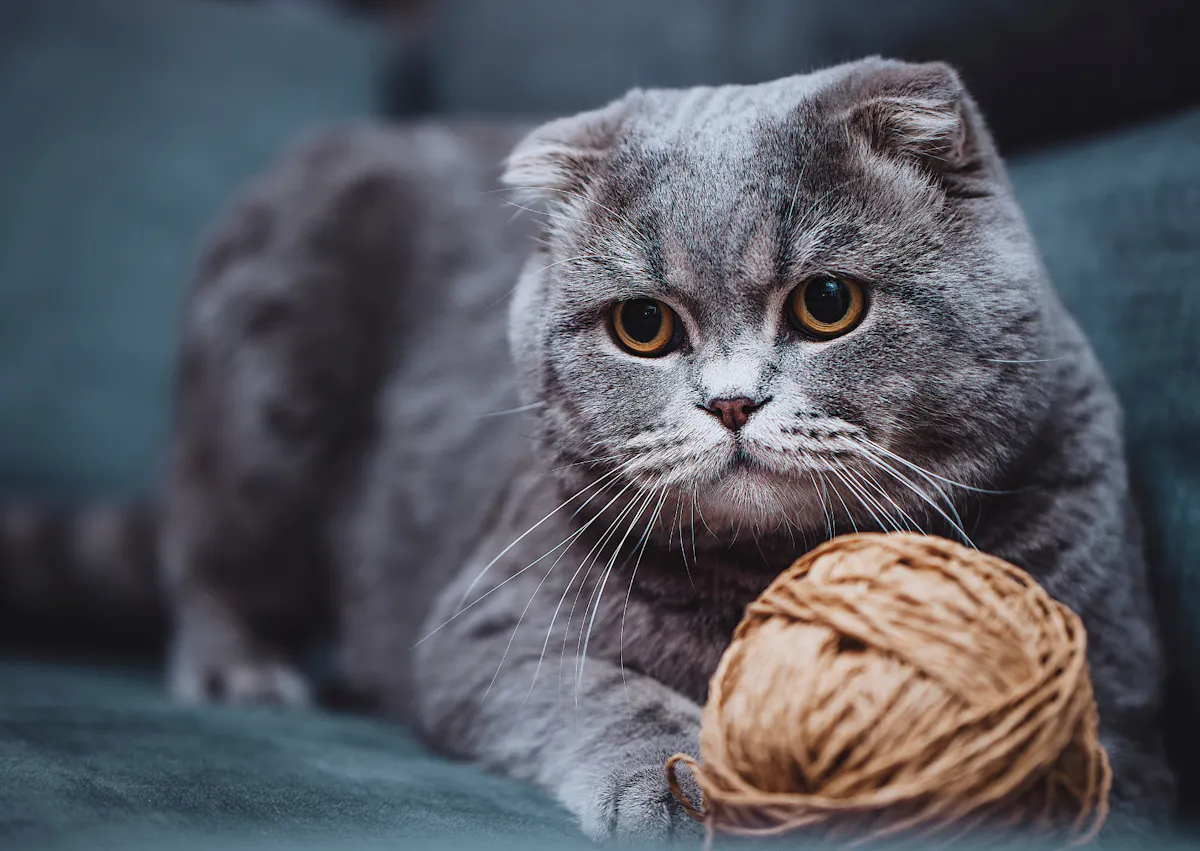 Scottish Fold dans un canapé, il joue avec un pelote de laine