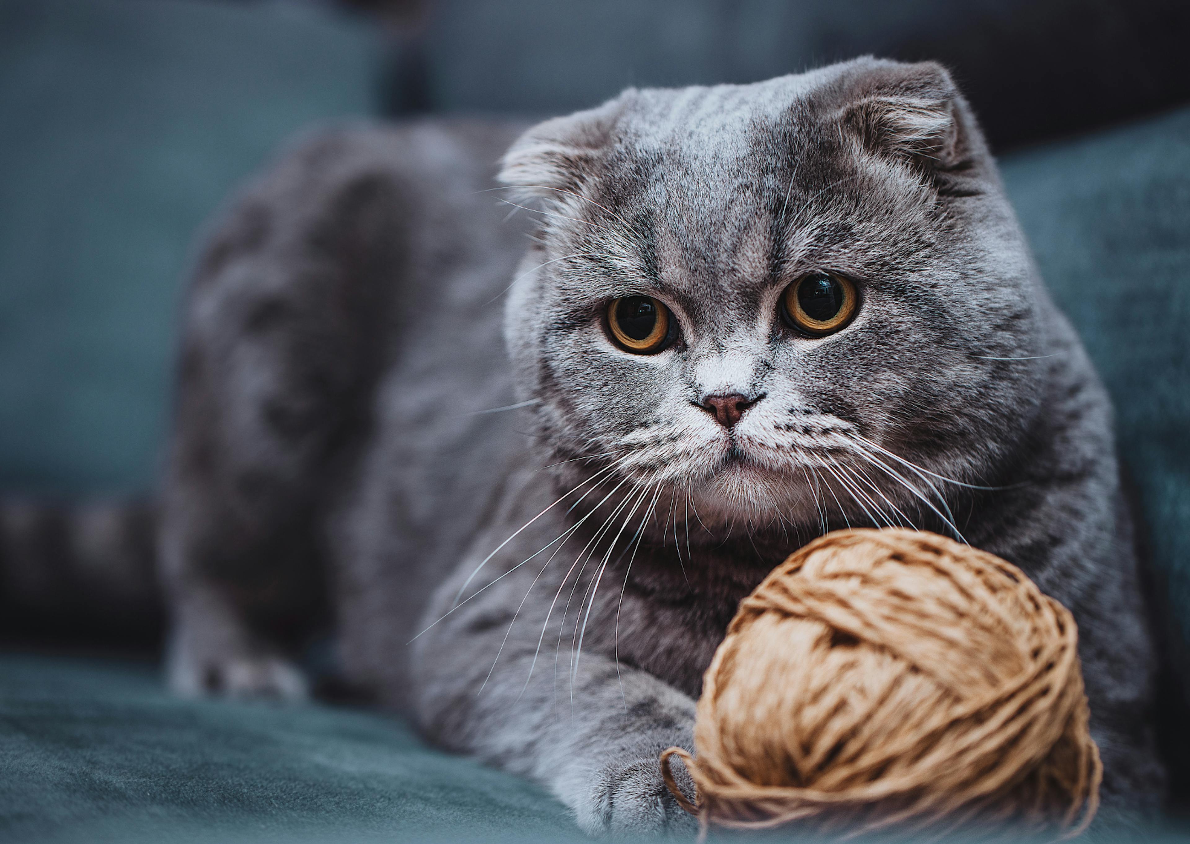 Scottish Fold dans un canapé, il joue avec un pelote de laine