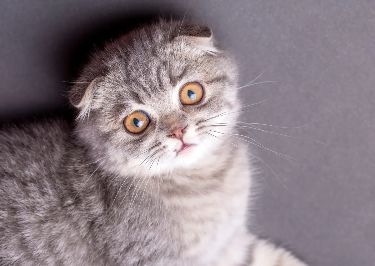 Scottish Fold allongé sur le flan, il regarde curieusement la caméra